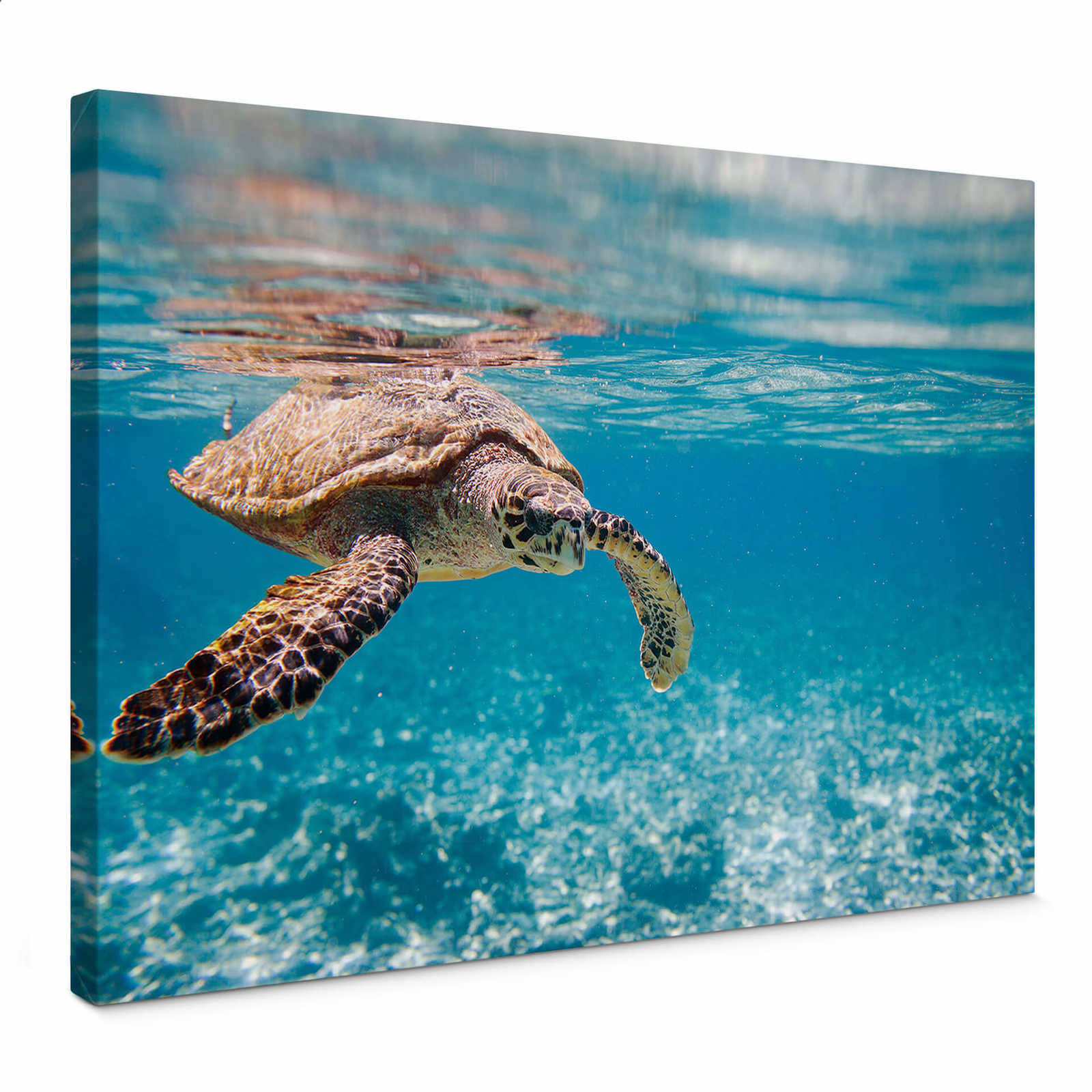 Underwater canvas print with turtle – blue
