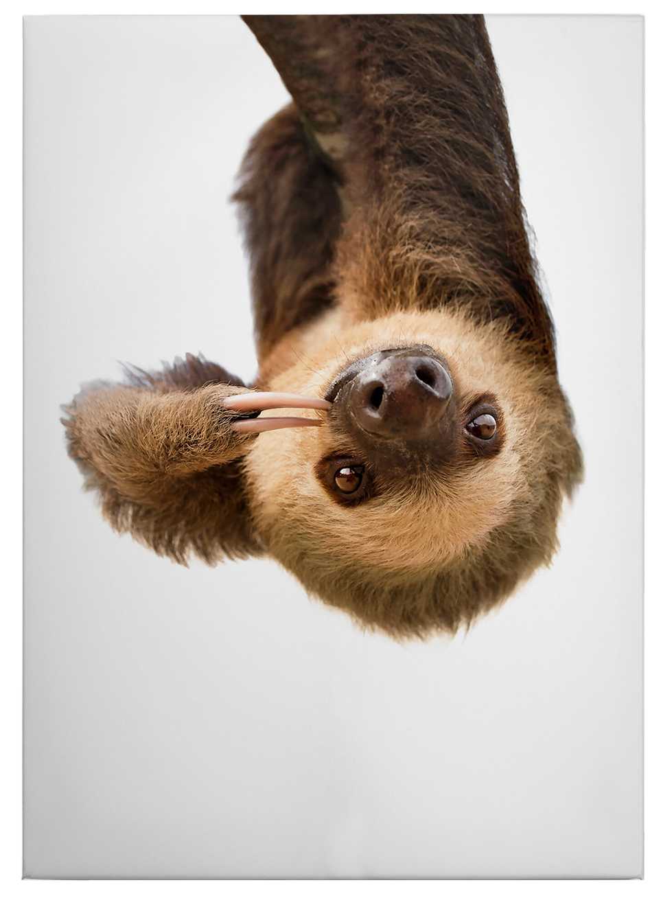            Canvas print sloth hanging upside down
        