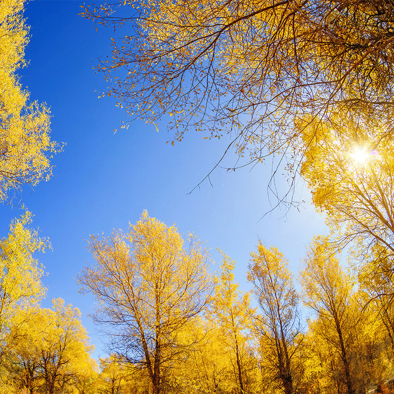 Papel pintado Naturaleza bosque caducifolio en otoño - vellón liso mate
