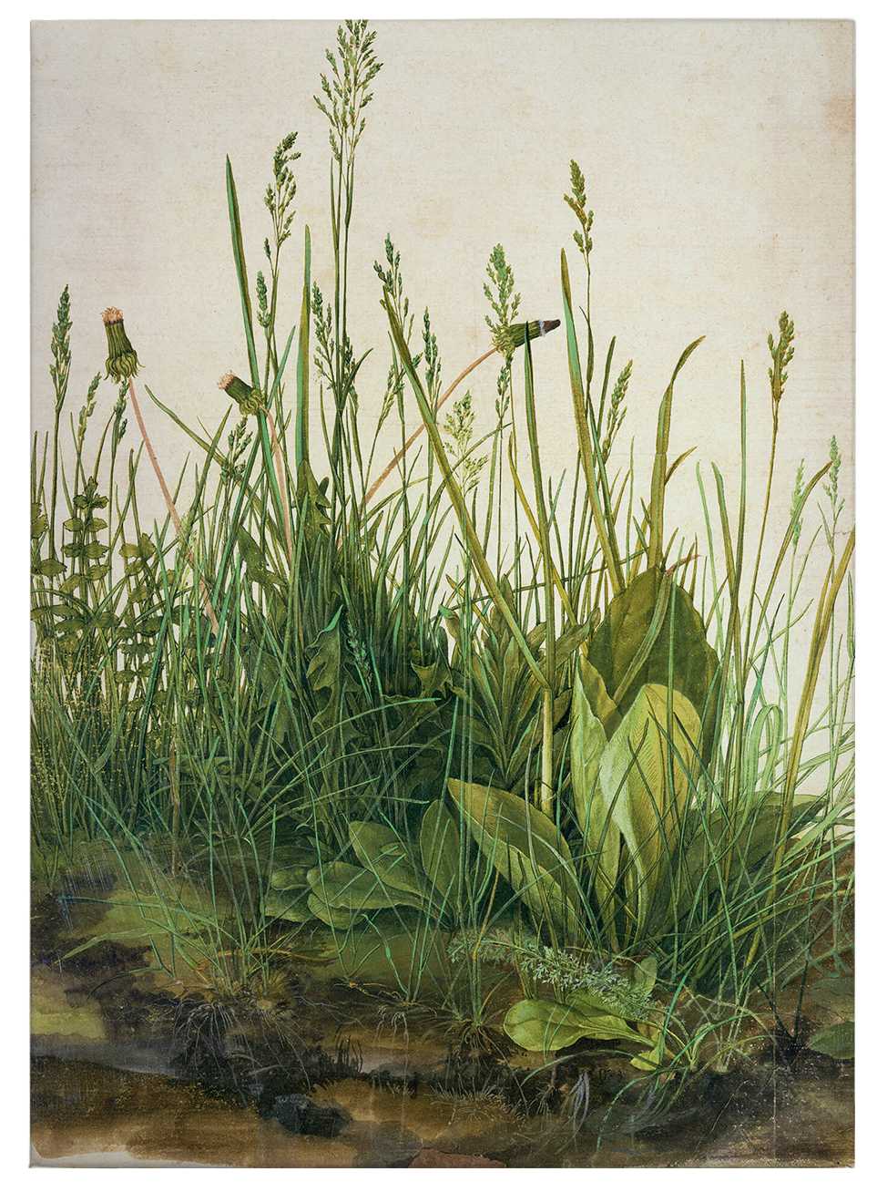             Tableau sur toile "La grande pelouse" de Dürer - 0,50 m x 0,70 m
        