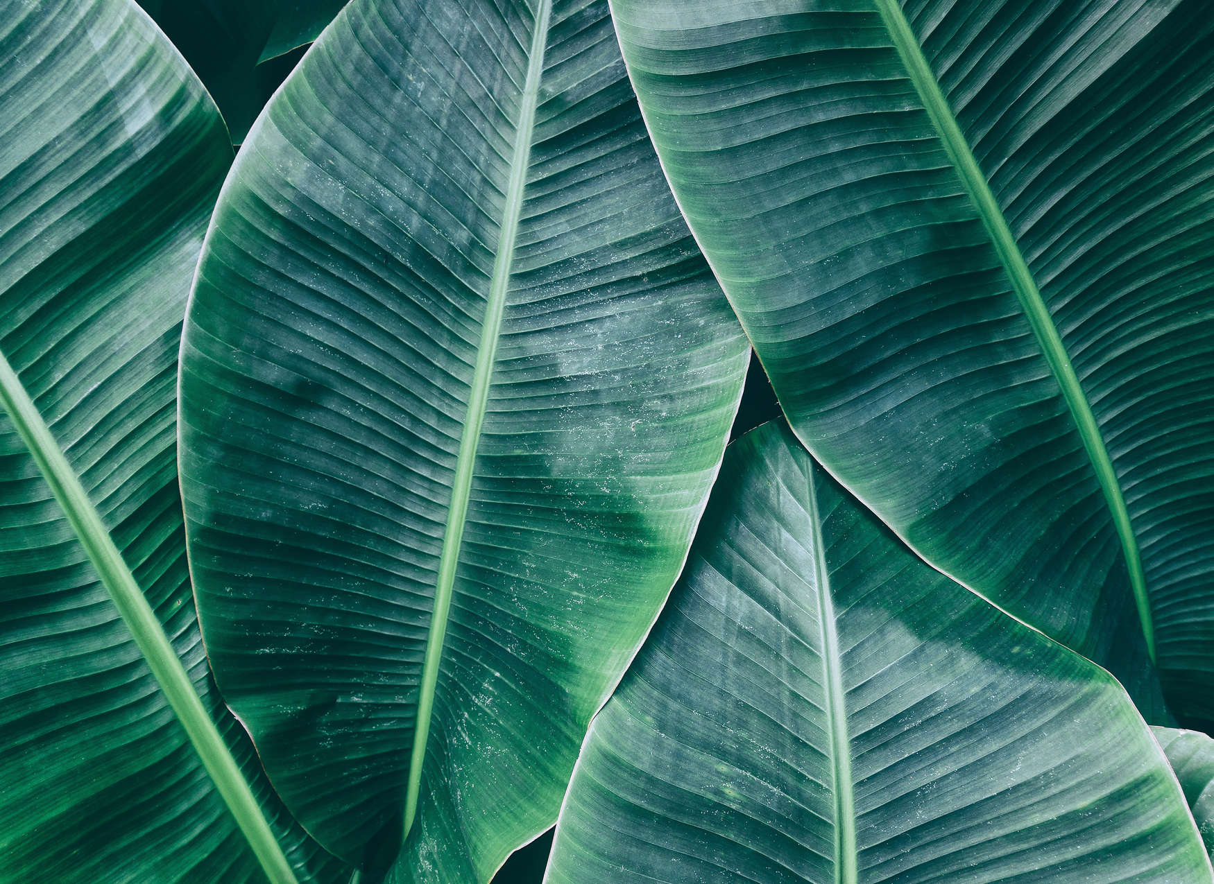             Junglegevoel met bananenblad behang - Groen
        