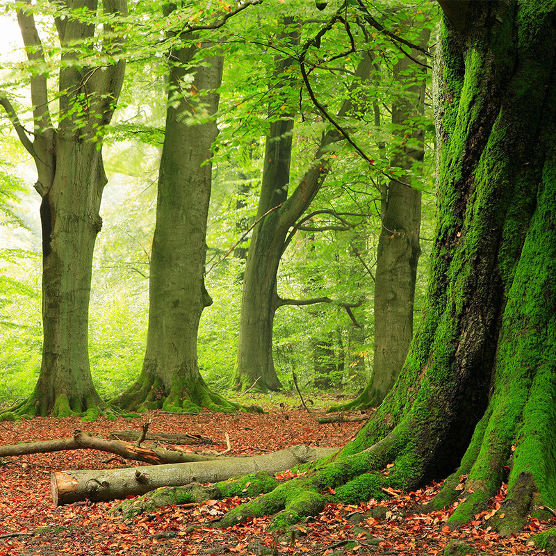 papier peint en papier nature Forêt avec arbres de mousse - intissé structuré
