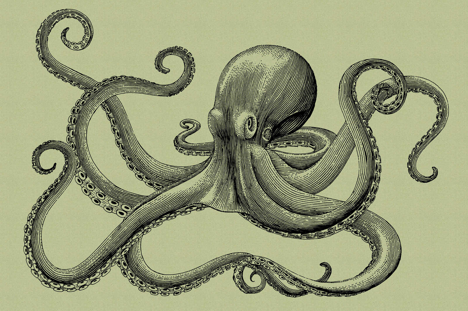             Jules 3 - Canvas painting Octopus in Sketch Style & Vintage Look- Cardboard Structure - 0.90 m x 0.60 m
        