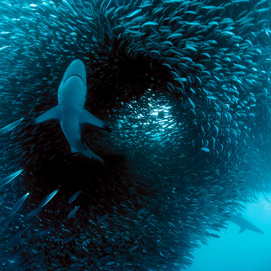 Fotomurali marino con caccia allo squalo su tessuto non tessuto liscio madreperlato
