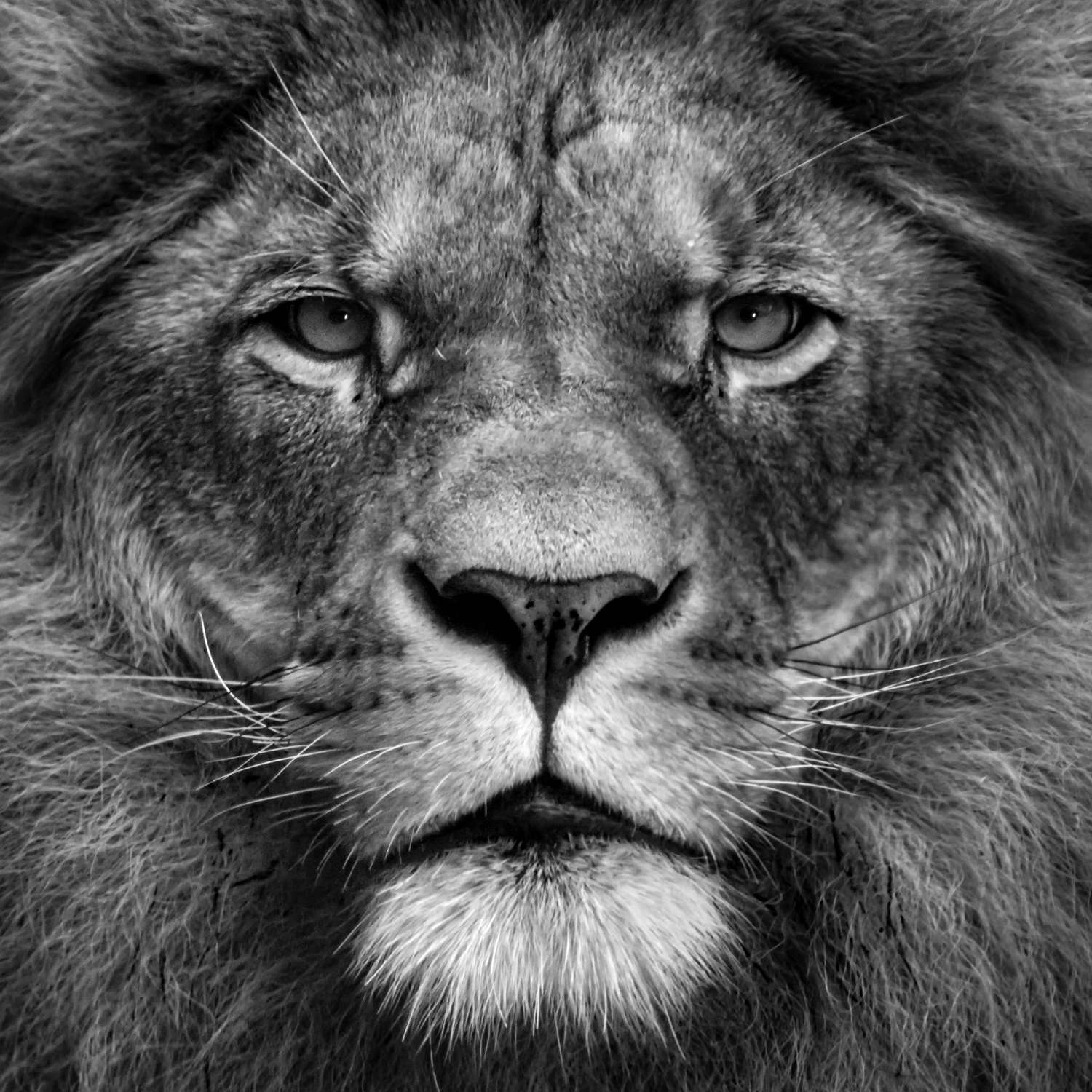             Papier peint Face de lion gros plan - noir et blanc
        