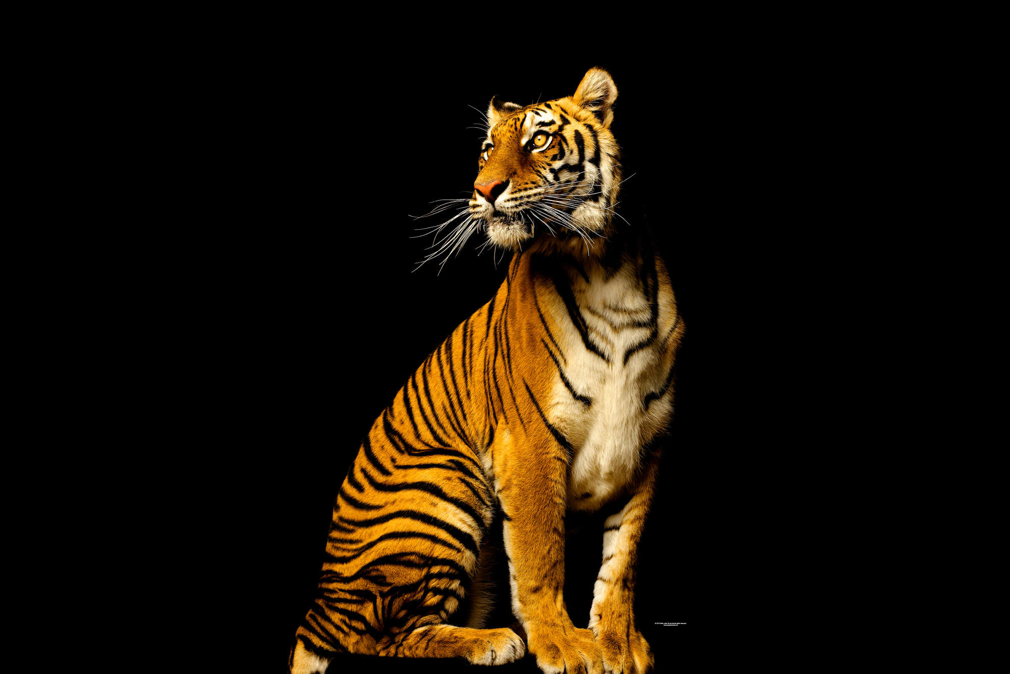             Assis sur un tigre - papier peint avec portrait d'animal
        