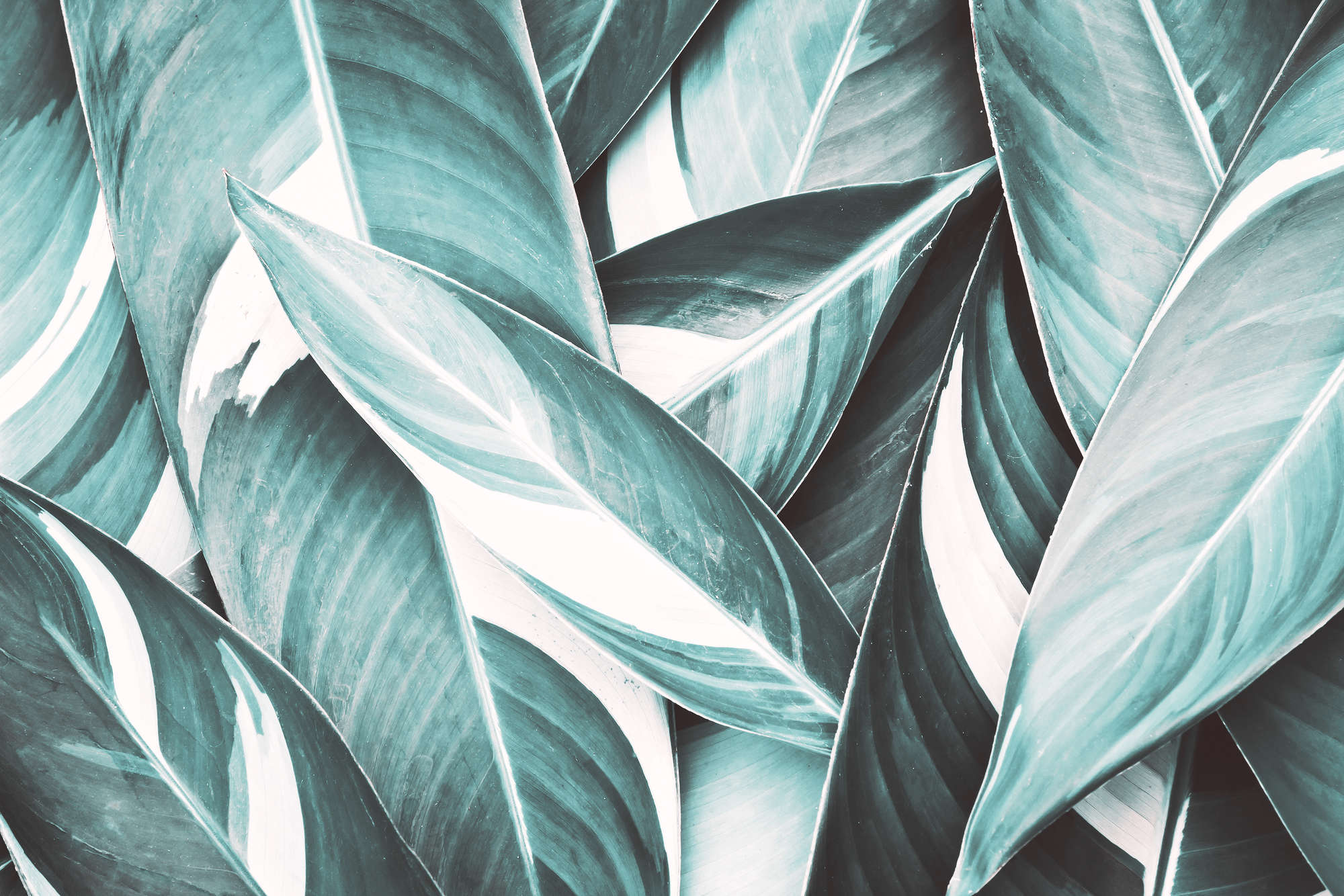             Carta da parati naturale motivo foglie di palma grigio su vello liscio opaco
        
