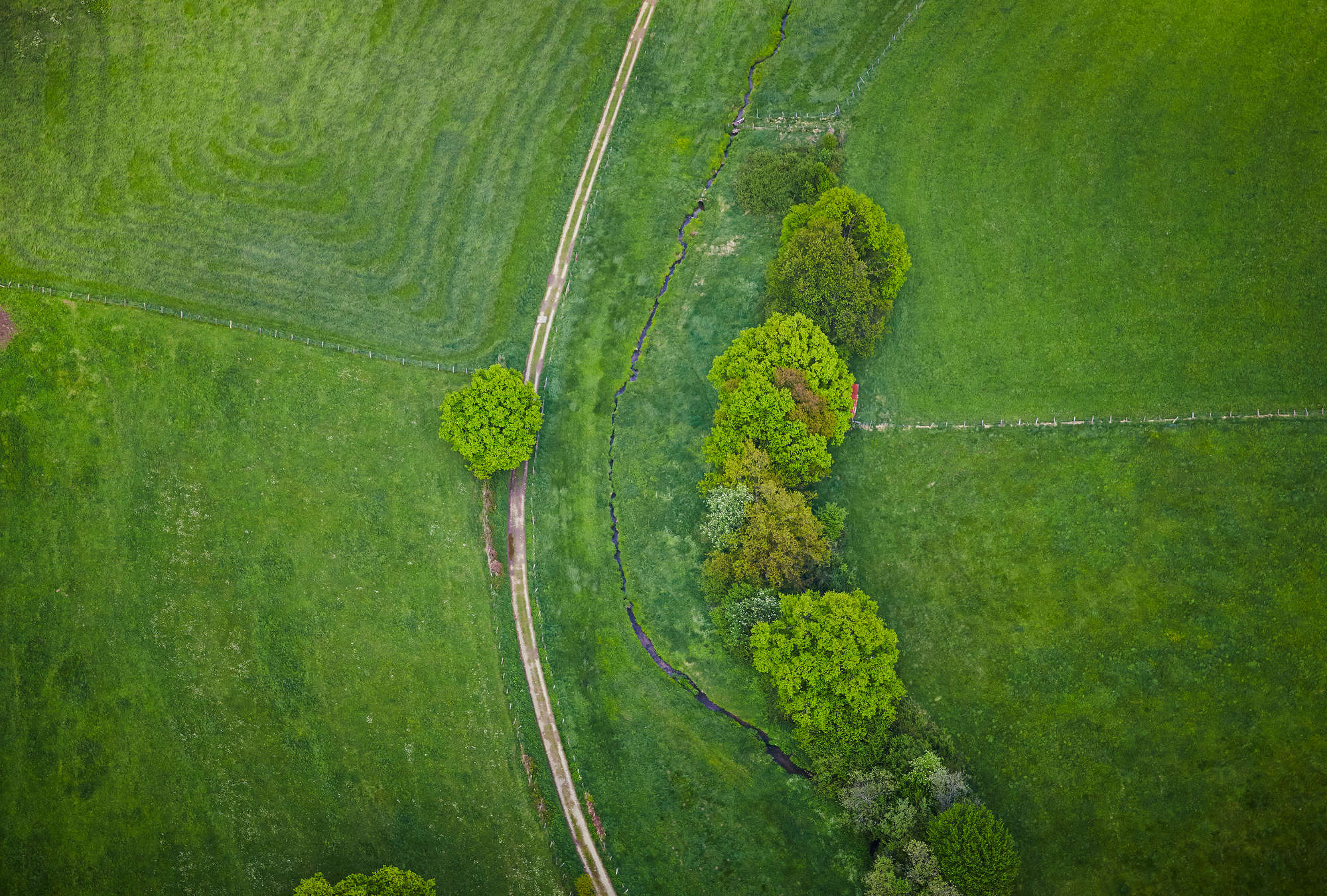             Grass landscape from bird's eye view - field with trees
        