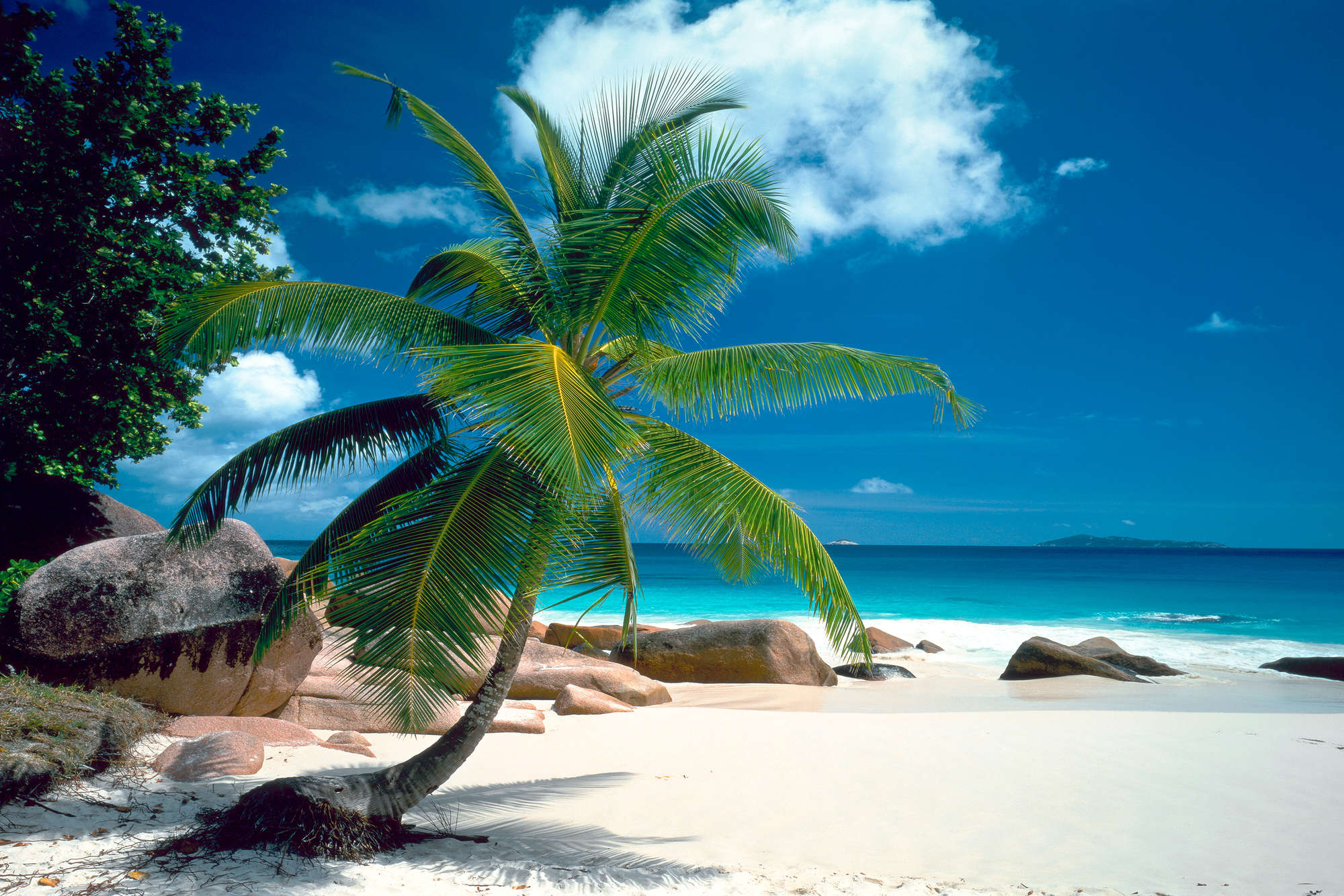             Carta da parati per la spiaggia Albero di palma con mare blu su tessuto liscio premium
        