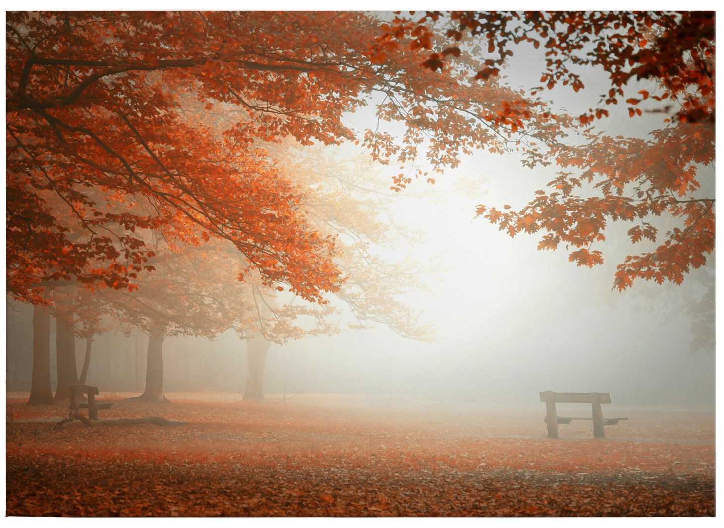             Dingemans canvas print autumn trees and leaves in the mist
        
