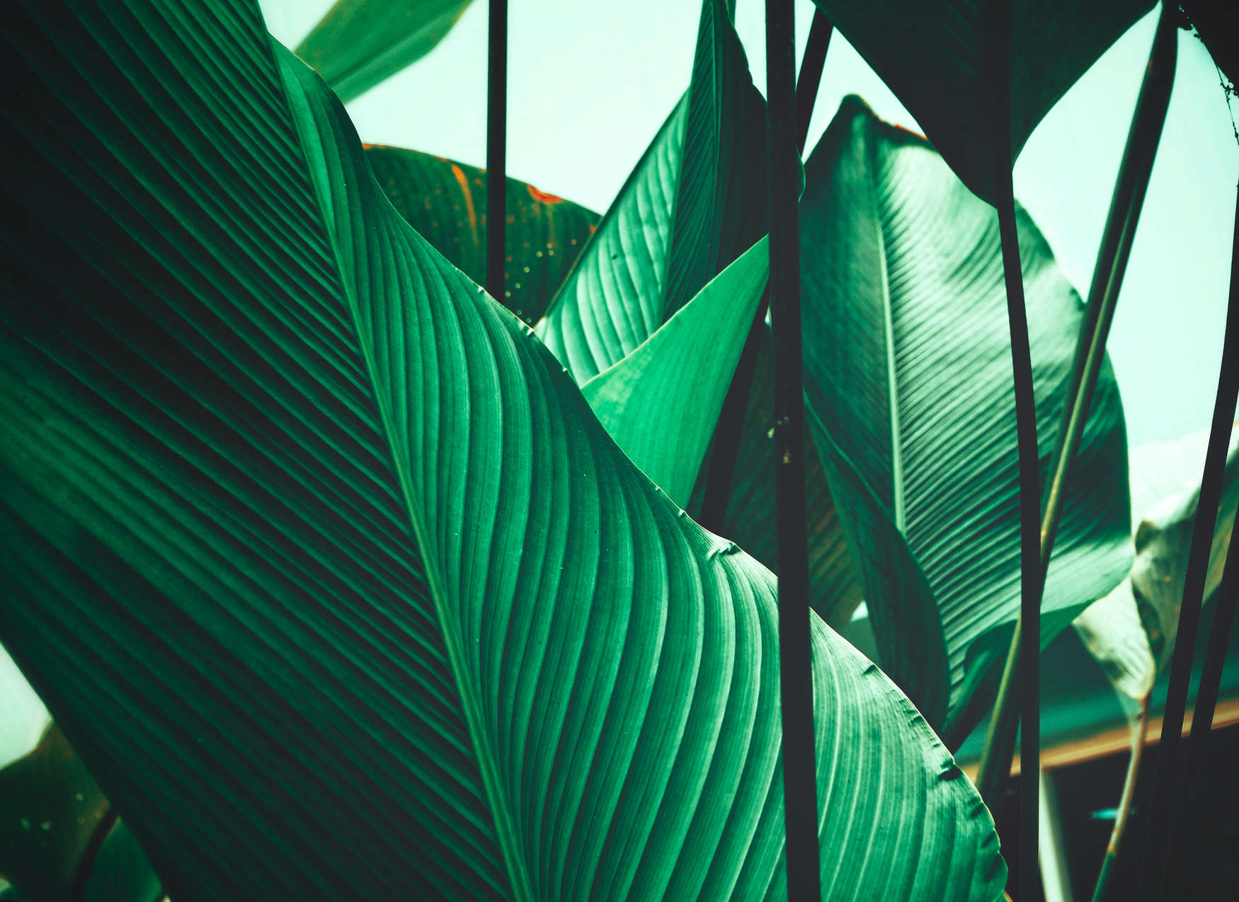             Carta da parati con foglie di palma e di banano - Verde, nero
        