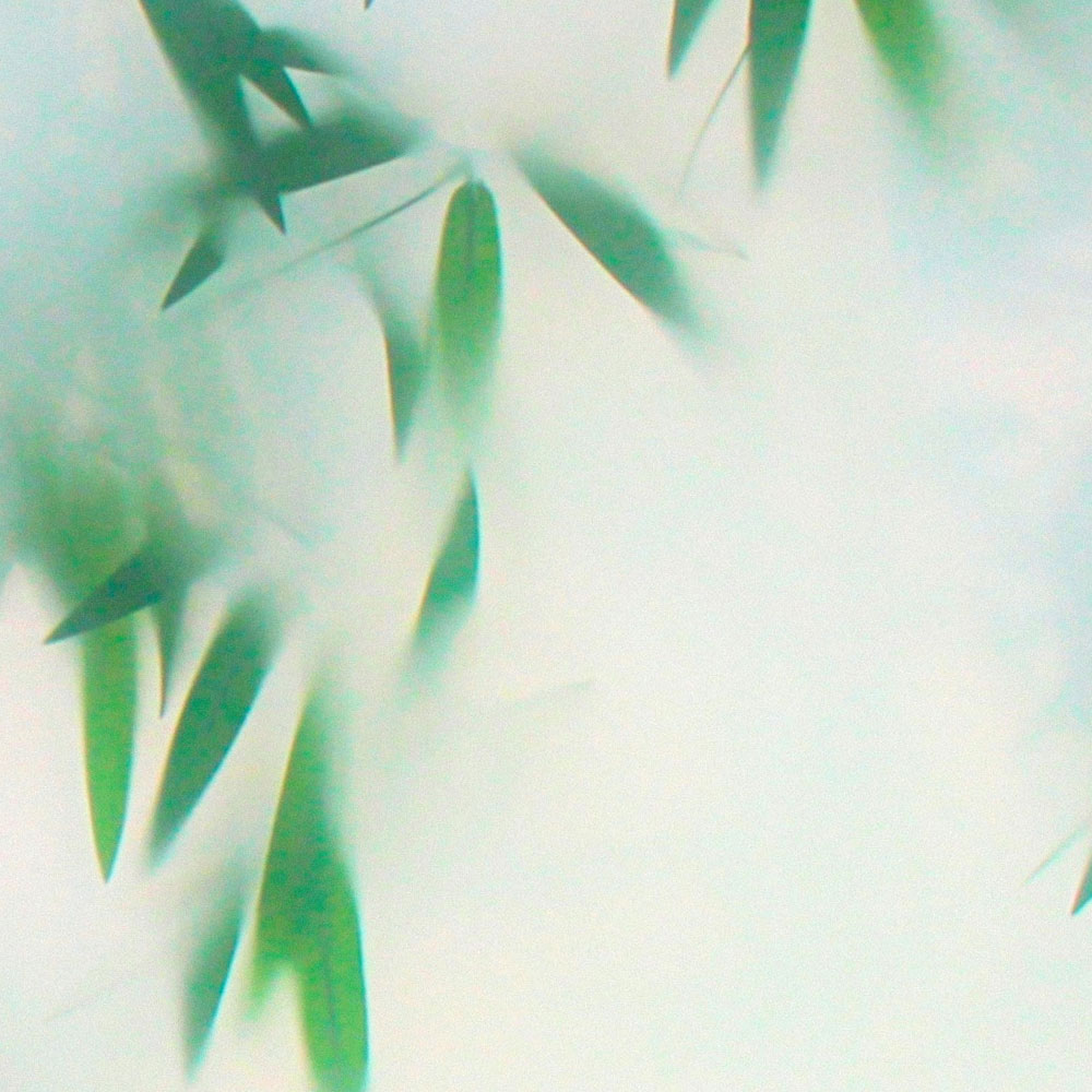             Panda Paradise 3 - leaves photo wallpaper bamboo in the mist
        