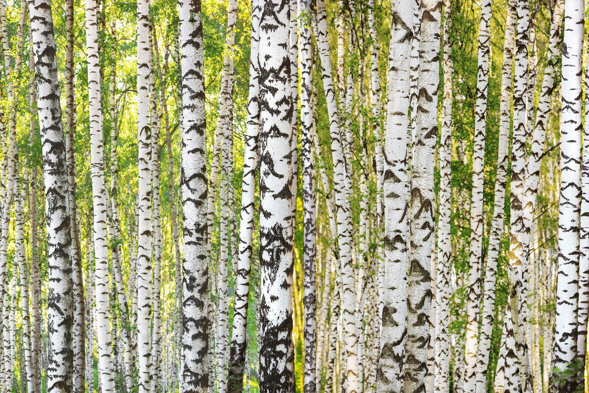             Birch forest mural tree trunk motif on textured non-woven fabric
        