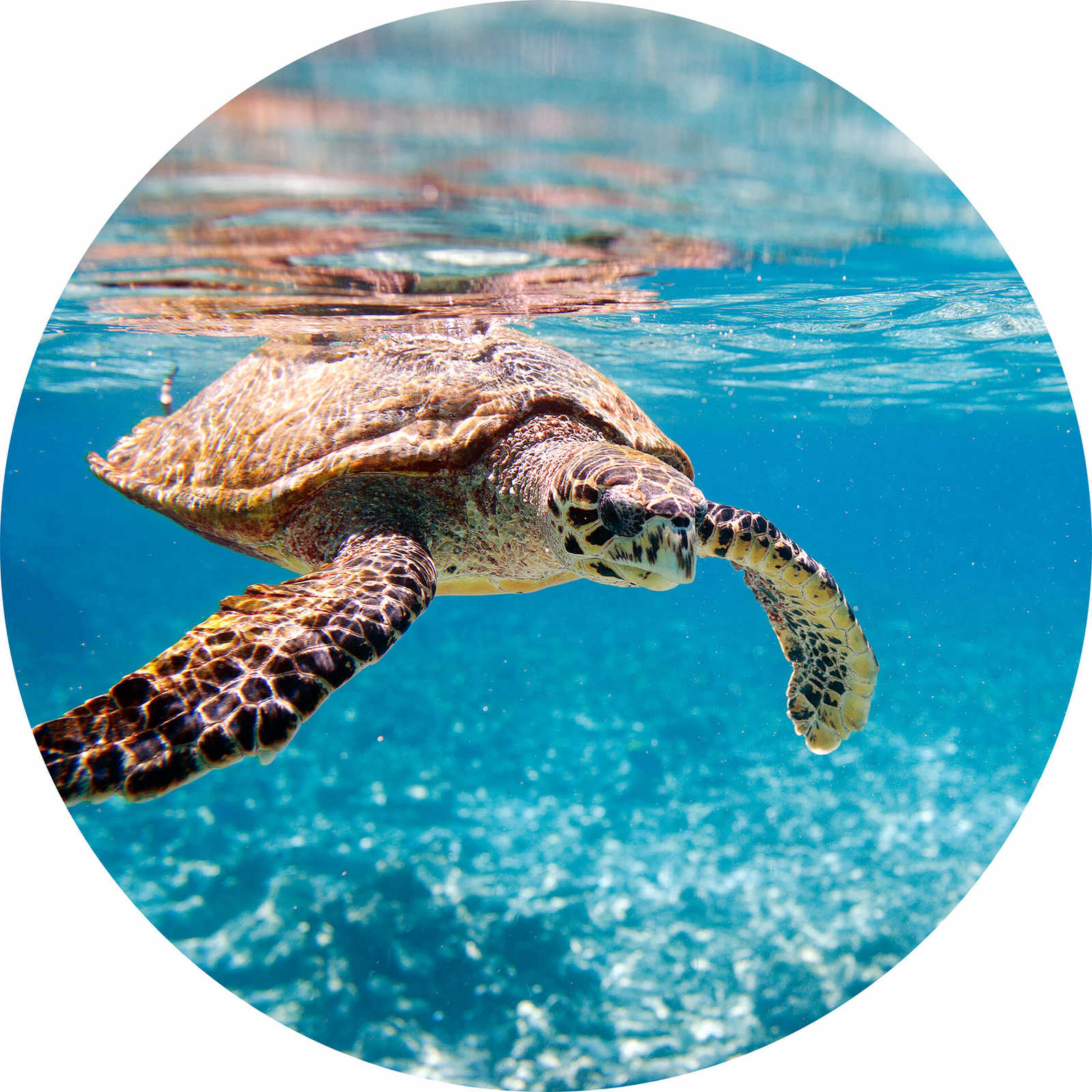         Photo wallpaper round turtle under water
    