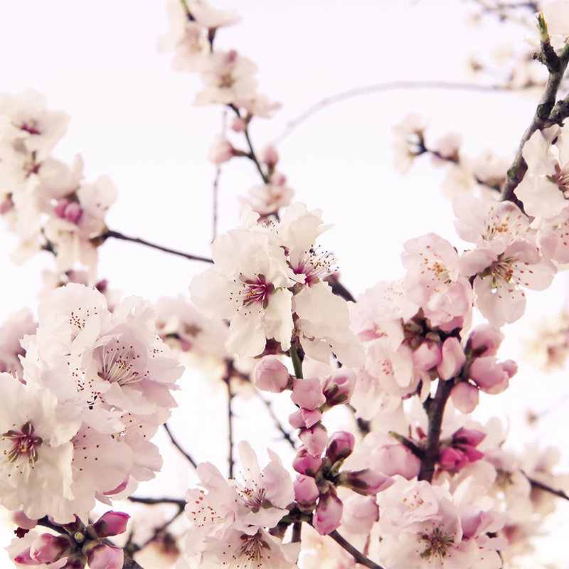 papier peint en papier nature avec fleurs de cerisiers - nacré intissé lisse

