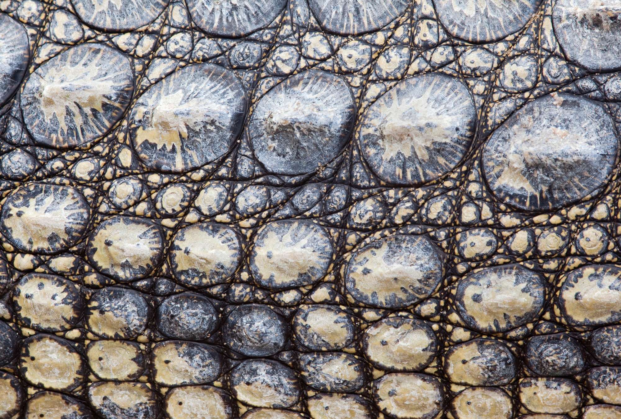             Pelle di coccodrillo - aspetto rettile con effetto 3D
        