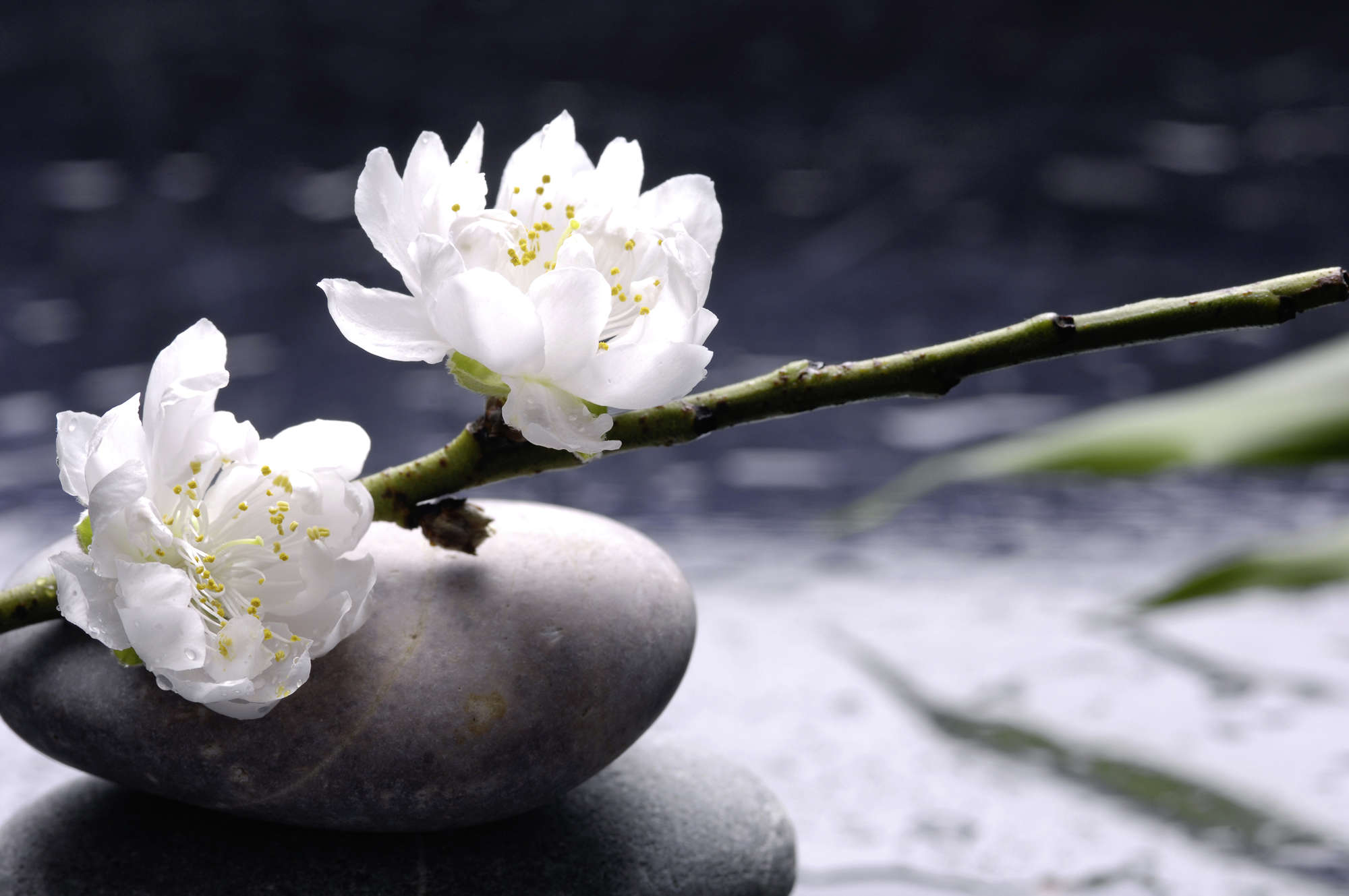             Spa behang witte bloemen op stenen op parelmoer glad vlies
        