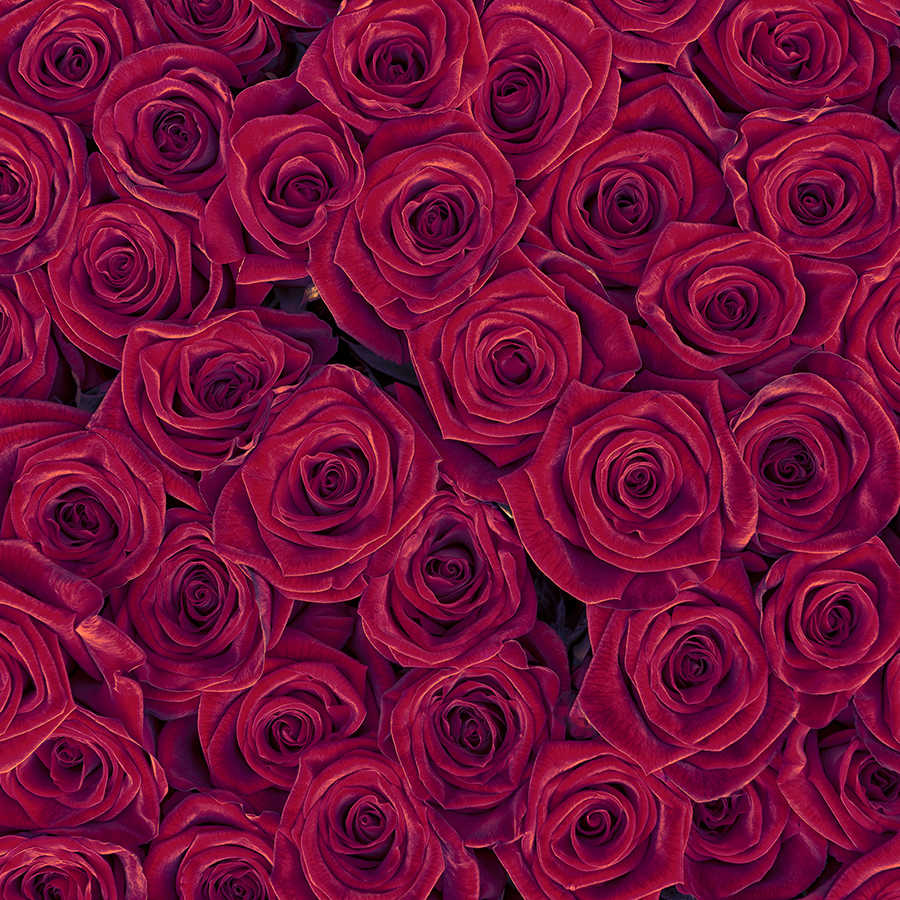 Papier peint végétal roses rouges sur nacre intissé lisse
