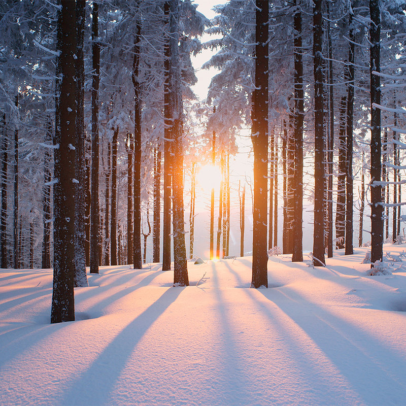 Digital behang sneeuw in het winterse bos - parelmoer glad vlies

