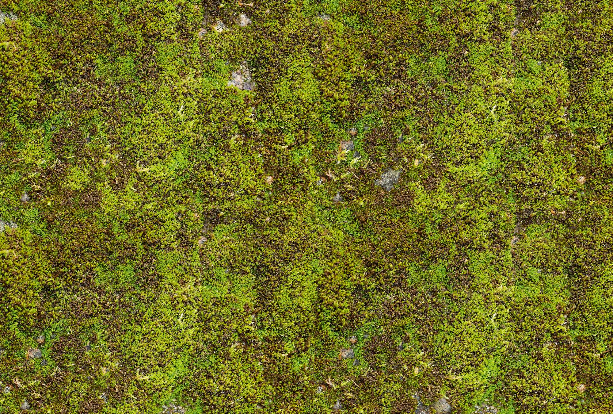             Nature calming effect mural - moss surface
        