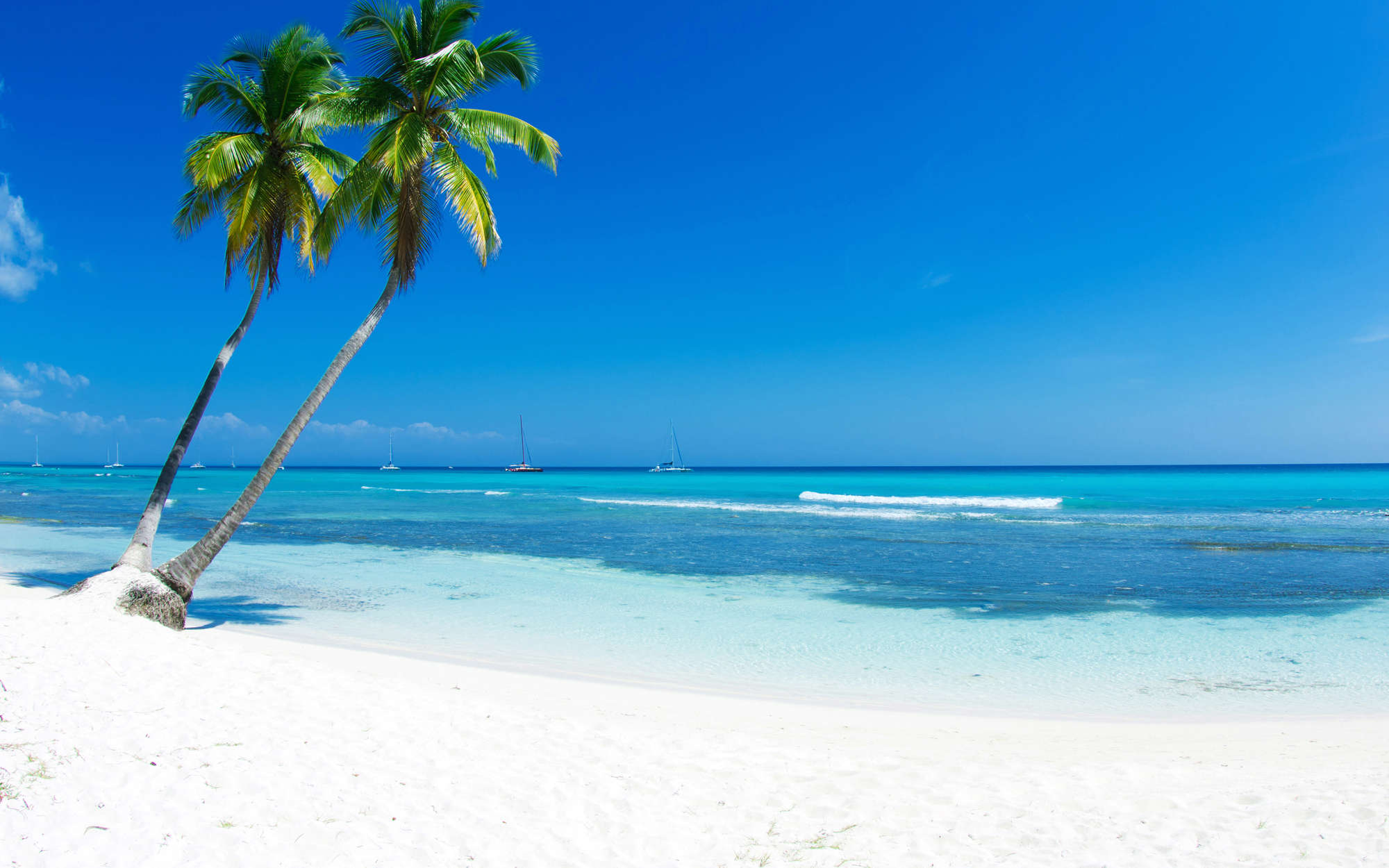             Fotomural playa de arena blanca con palmera - tejido no tejido texturado
        