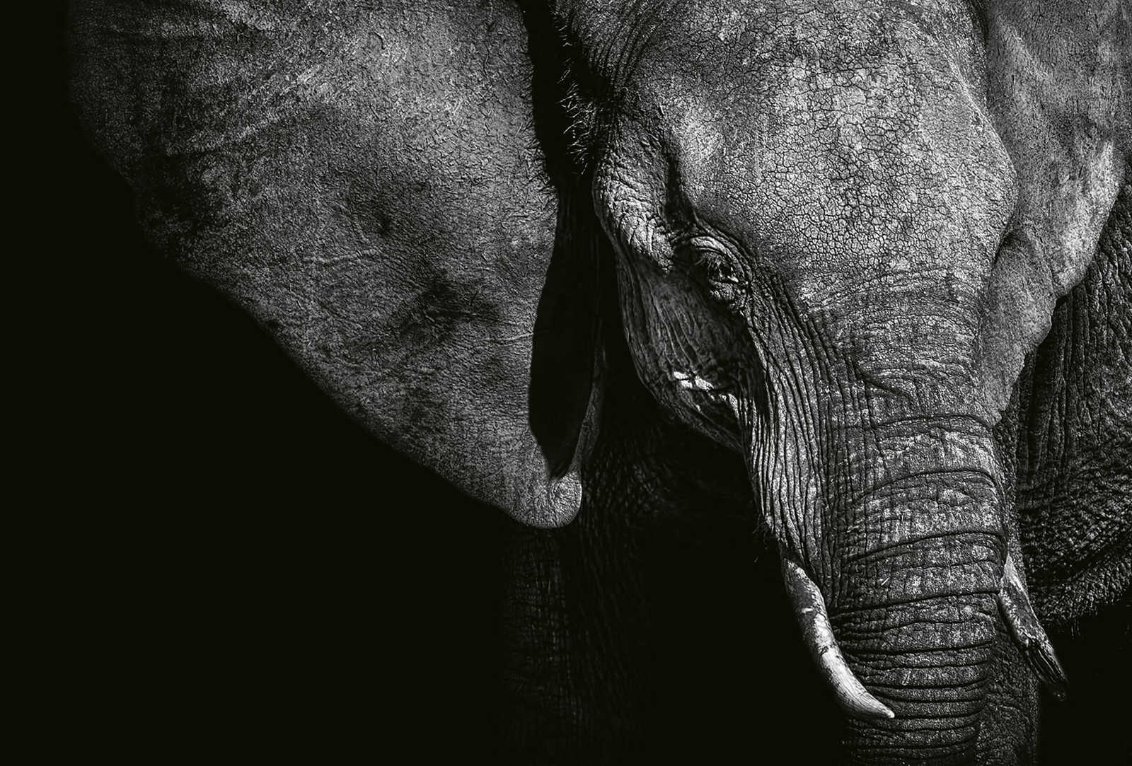         Photo wallpaper animal elephant - black, grey, white
    