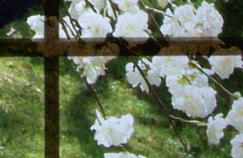             Orchard 2 - Photo wallpaper, Window with garden view - Green, Pink | Matt smooth fleece
        