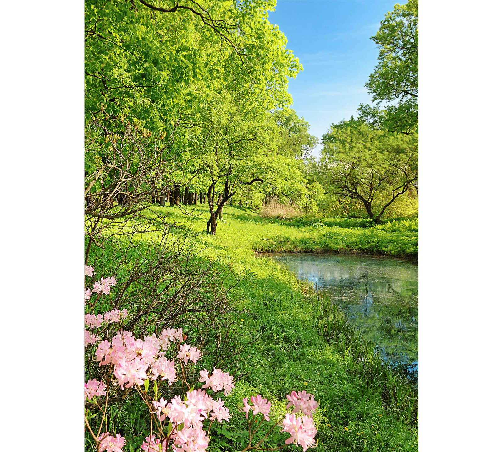 Spring photo wallpaper with nature landscape, portrait format
