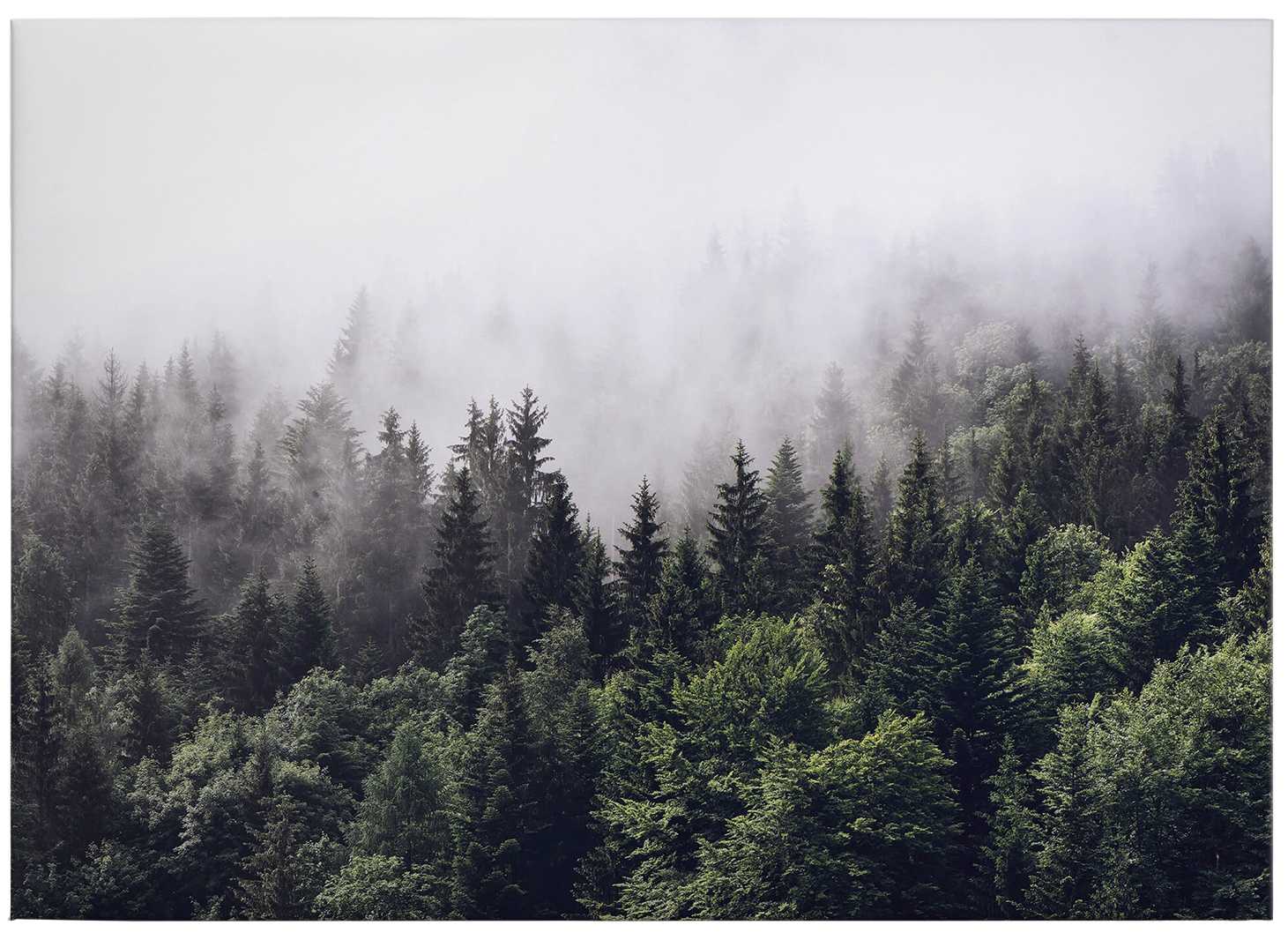             Quadro su tela Foresta nella nebbia mattutina - 0,70 m x 0,50 m
        