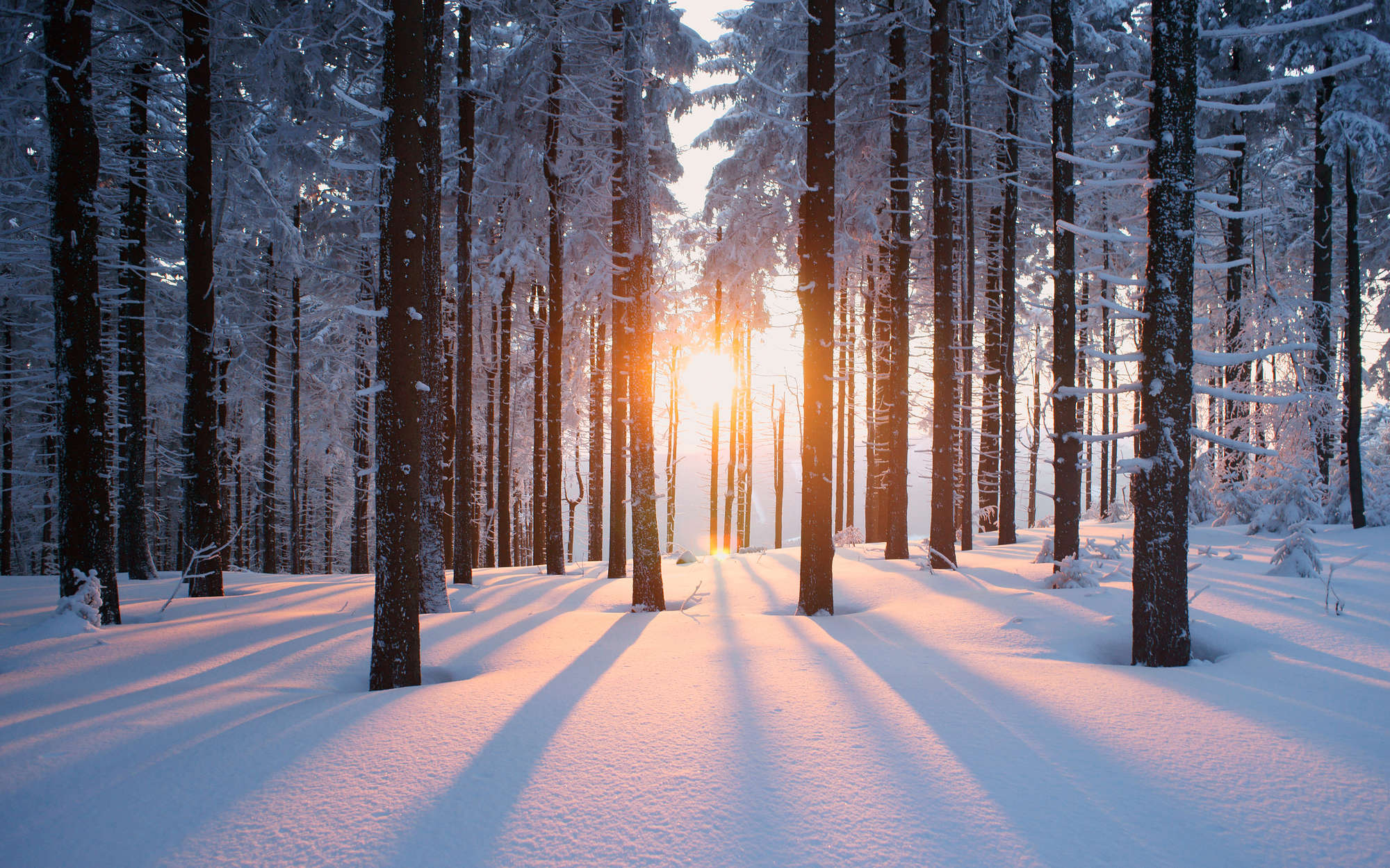             Digital behang sneeuw in het winterse bos - parelmoer glad vlies
        