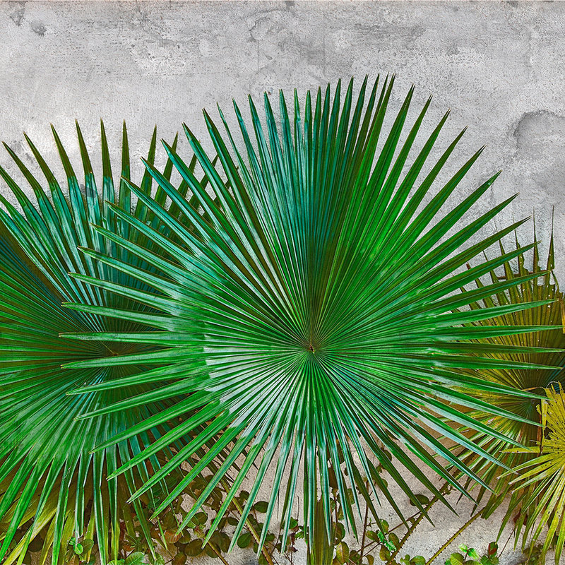 Photo wallpaper agave leaves in front of concrete wall - green, grey
