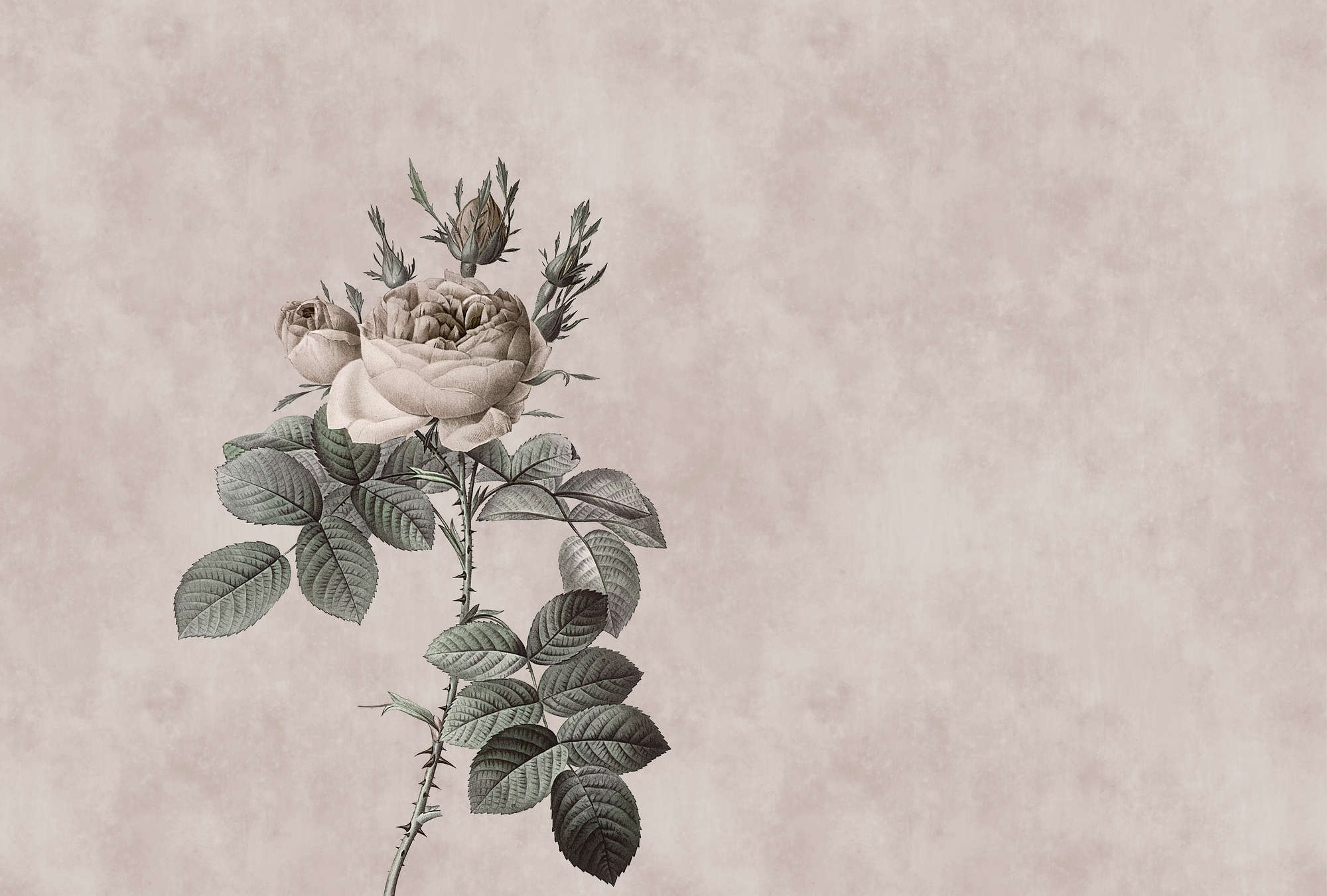             Photo wallpaper with rose in drawing style - Walls by Patel
        