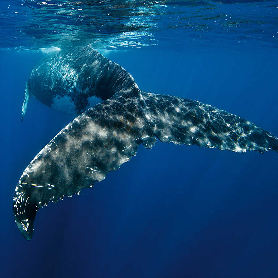 Marinebehang met walvisvin op parelmoer glad vlies
