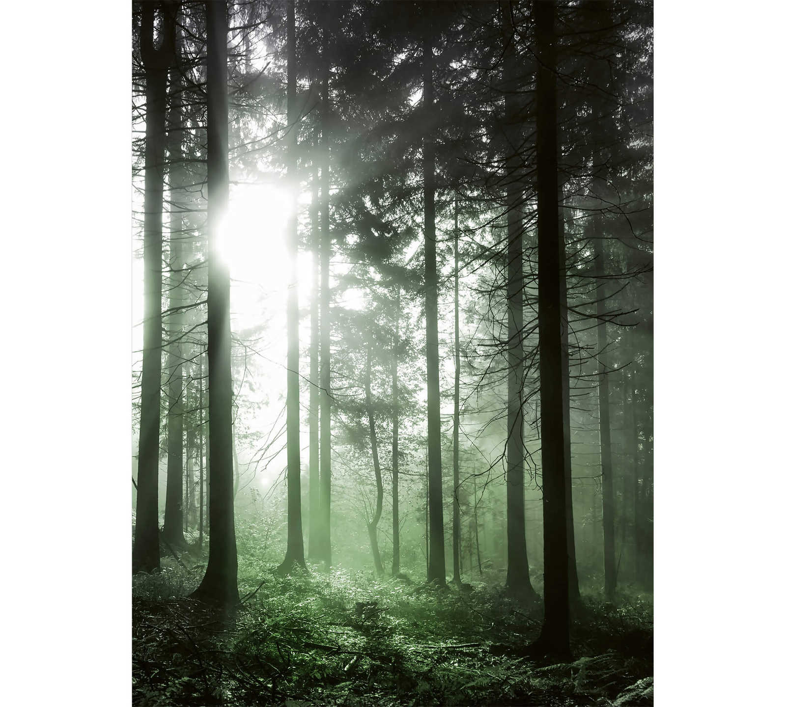         Photo wallpaper sunbeams in the forest - green, black, white
    