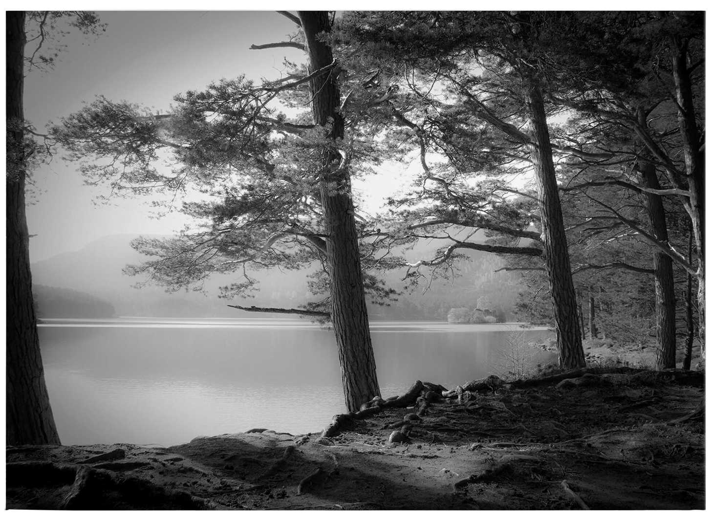             Black and white canvas print forest and lake by Fuhg
        