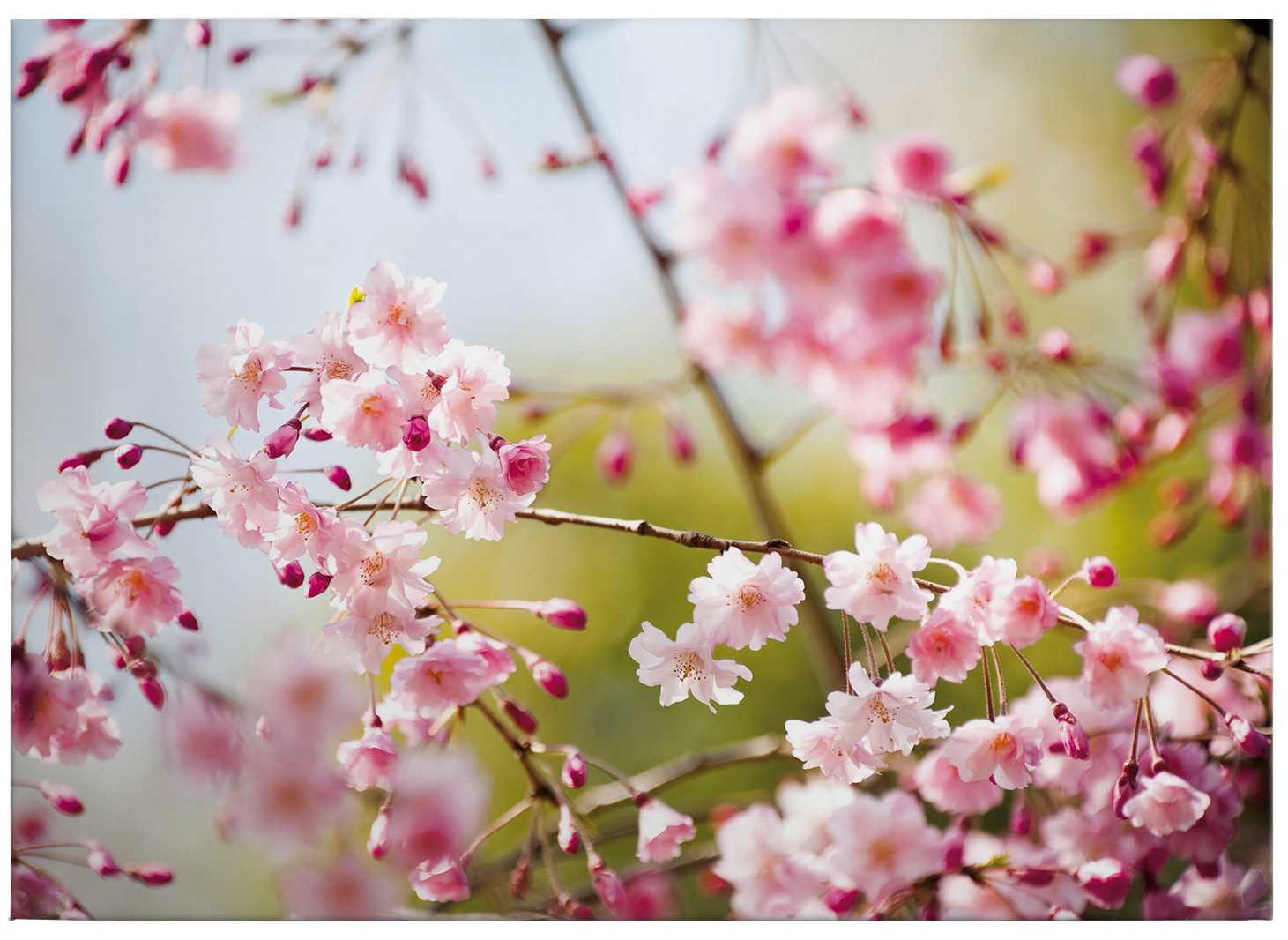             Nature canvas print with cherry blossom motif – pink
        
