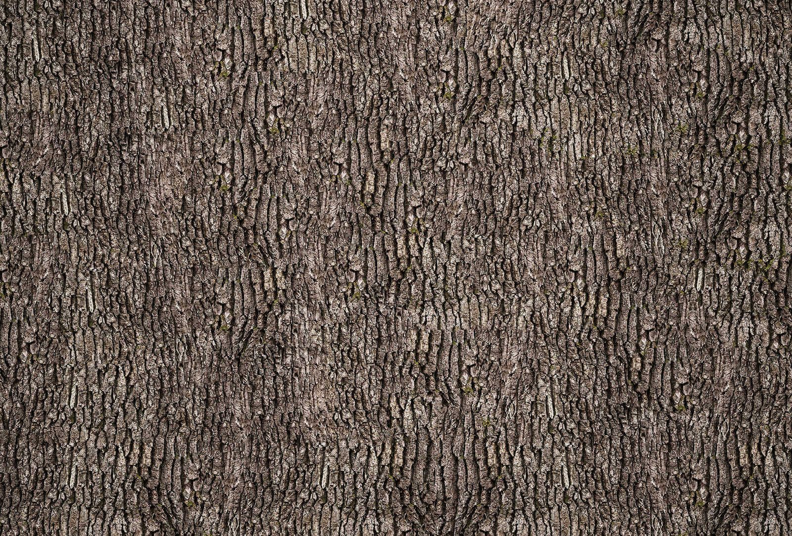         Bark wall on photo wallpaper - Brown, Grey
    