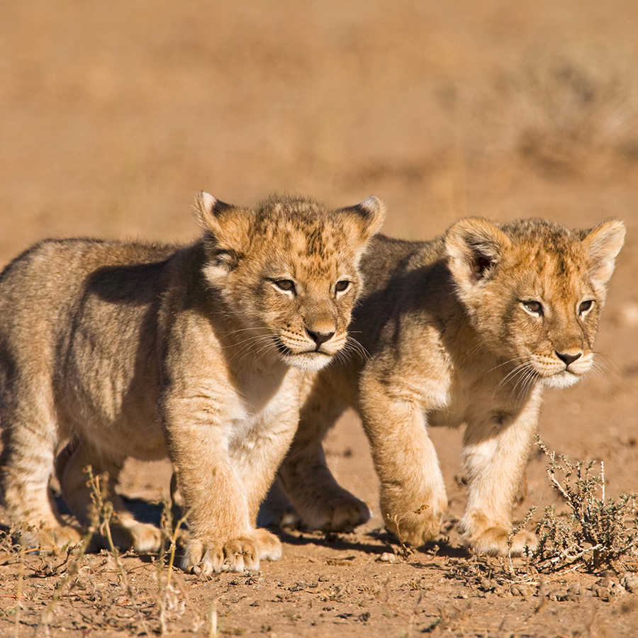 Carta da parati con leone e due cuccioli in libertà su vello liscio opaco

