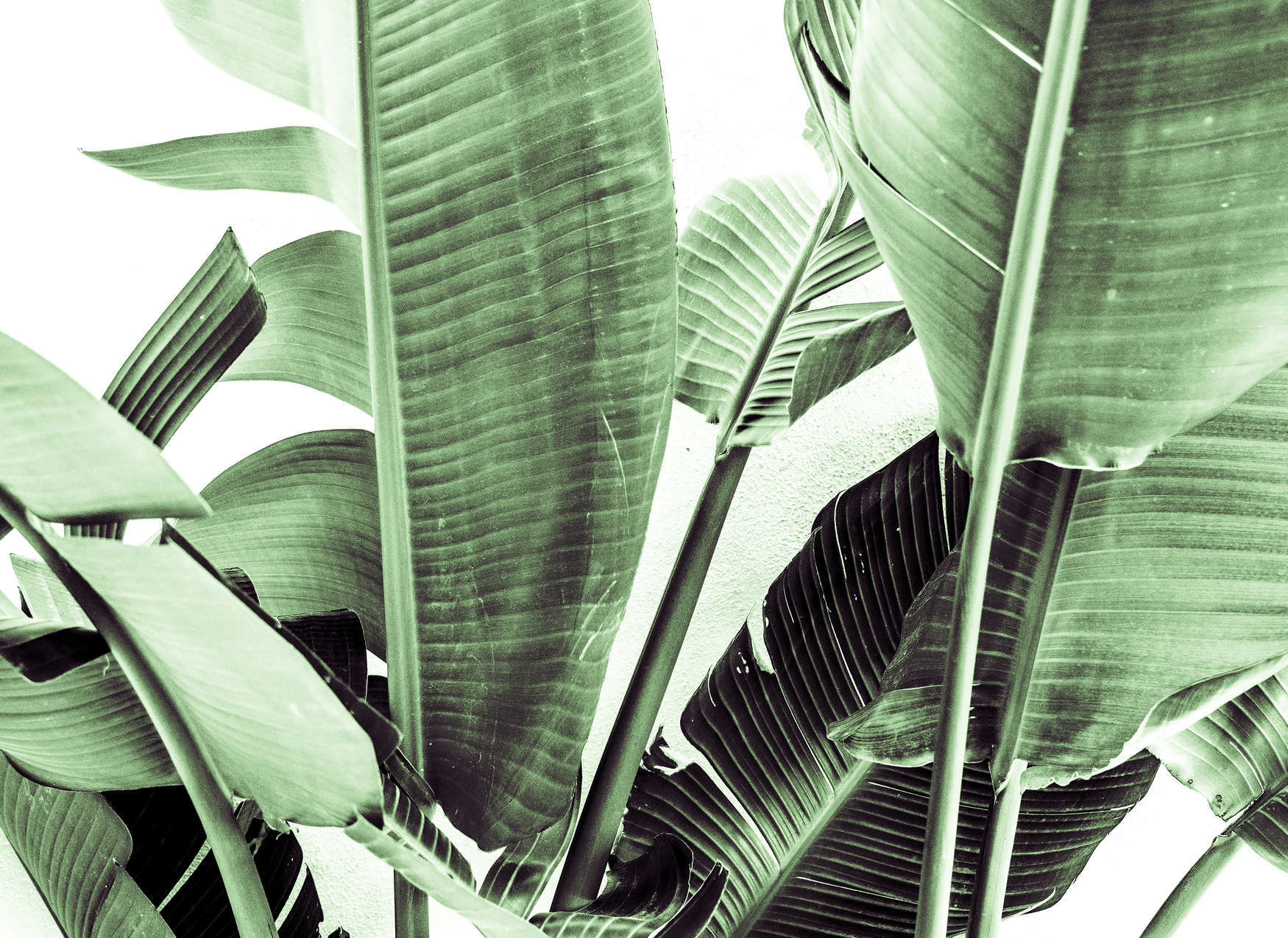             Carta da parati con dettaglio foglie di palma - Verde, bianco
        