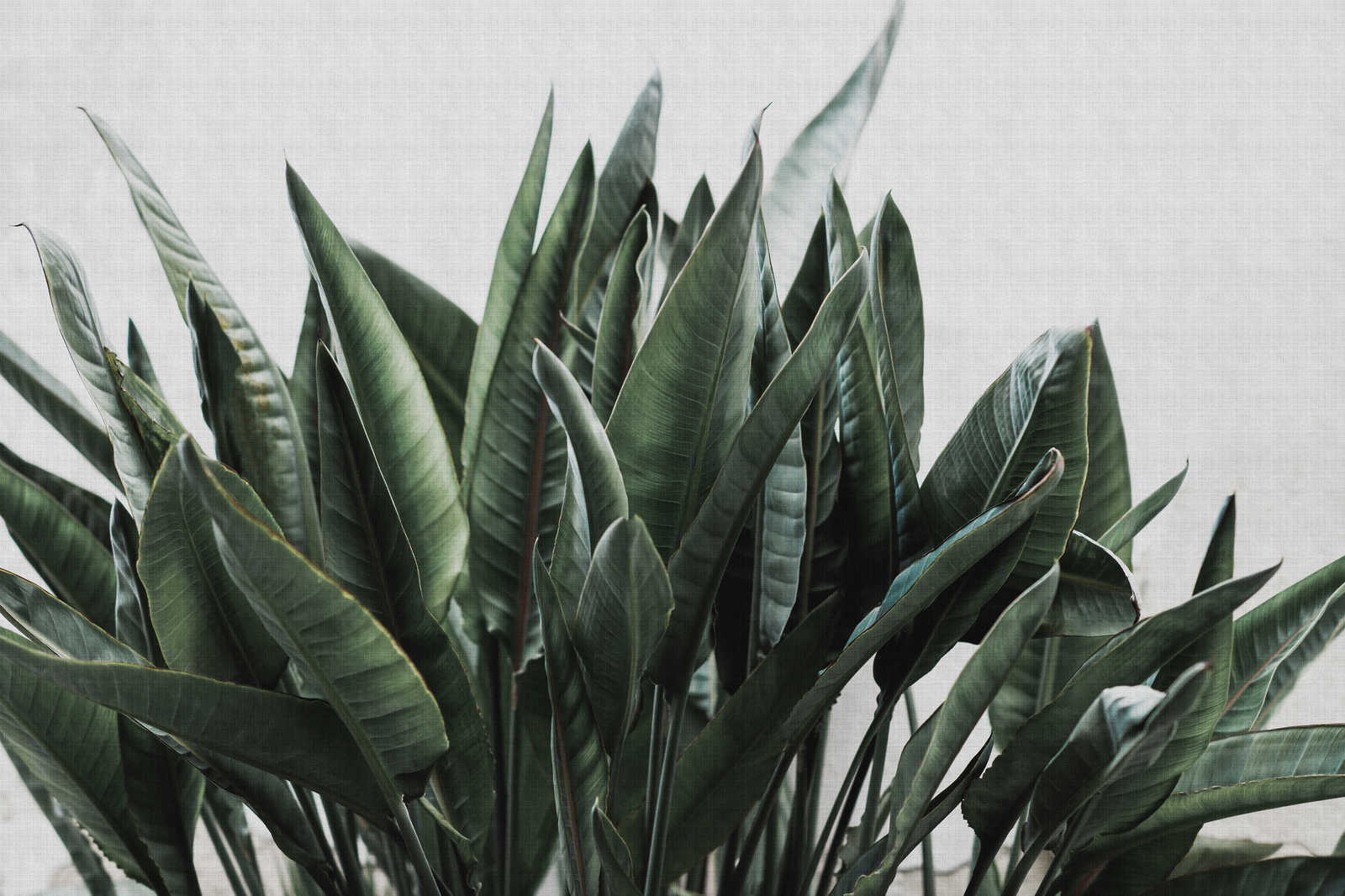             Urban jungle 2 - Palm leaves canvas picture, natural linen structure exotic plants - 0.90 m x 0.60 m
        