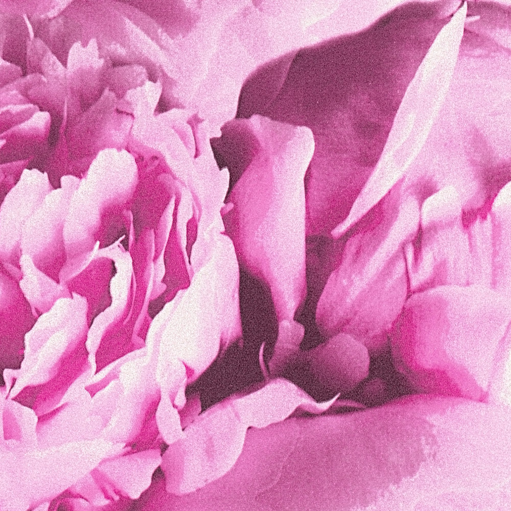             Papier peint fleuri Roses avec effet chatoyant - Rose
        