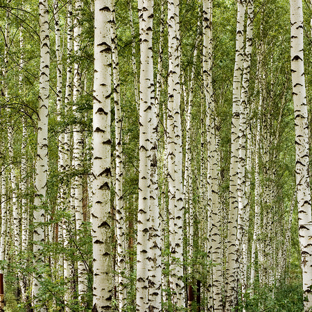         Birch forest mural with 3D effect & natural look
    
