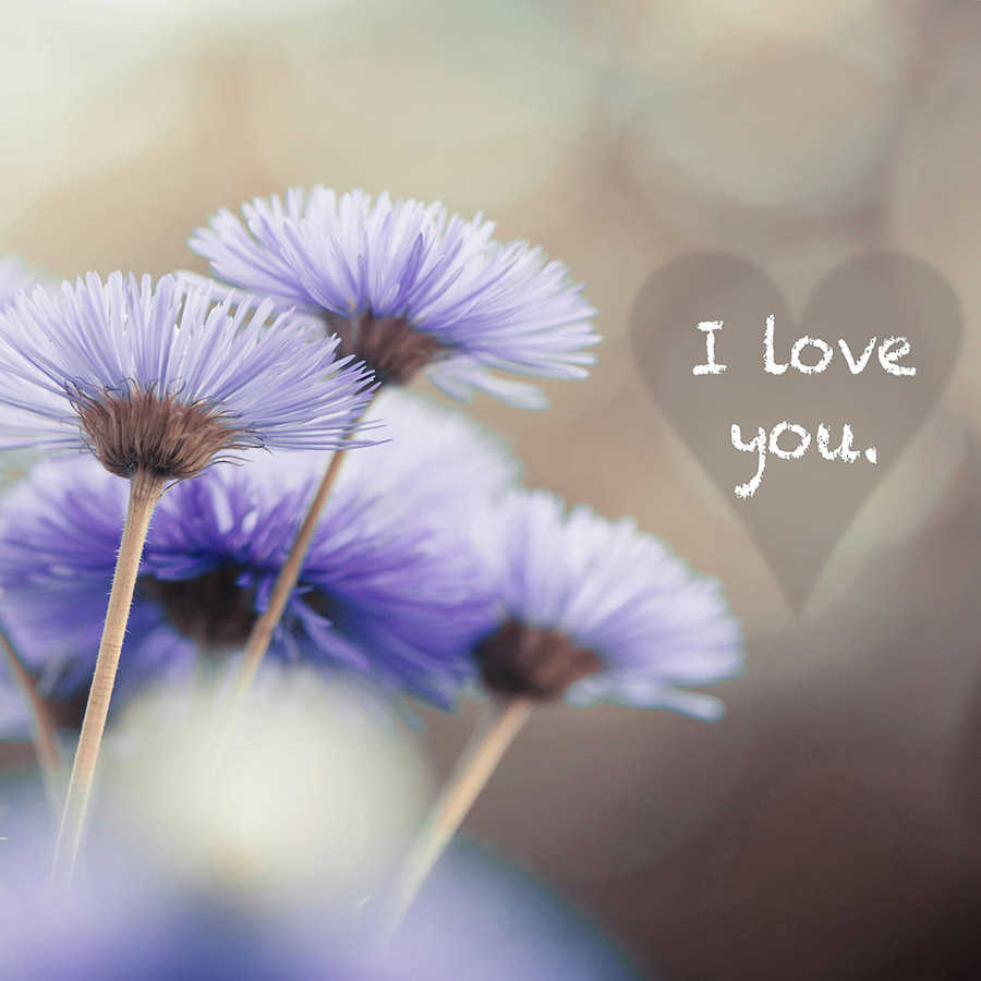 Photo wallpaper flowers in violet with lettering "I love you" - textured non-woven
