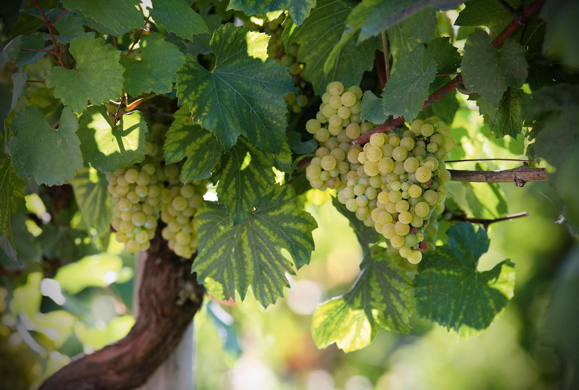             Vine - fotobehang wijngaard met heldere wijnstokken
        