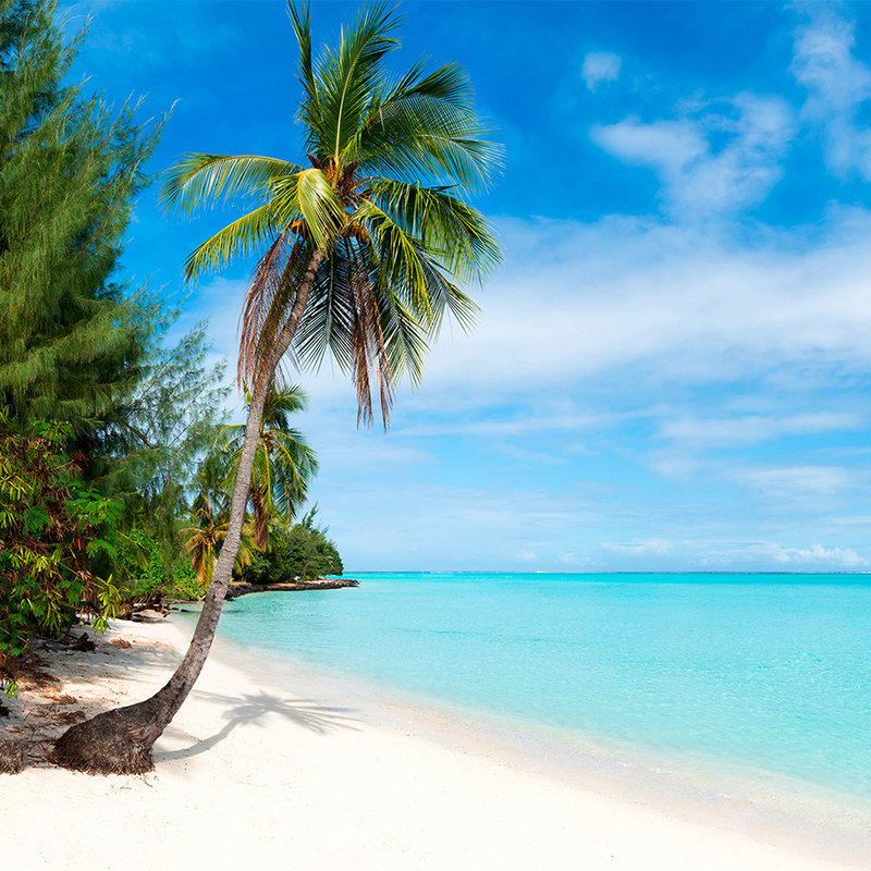 Photo wallpaper sandy beach with palm tree - pearlescent smooth fleece
