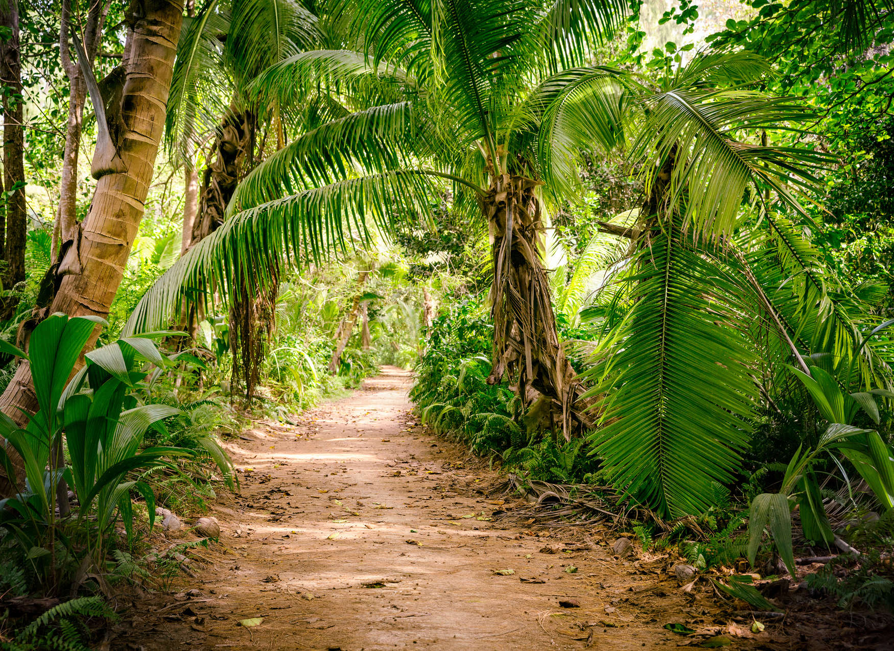             Palm tree path through a tropical landscape - green, brown
        