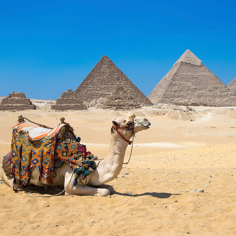 Photo wallpaper Pyramids of Giza with camel - mother-of-pearl smooth fleece
