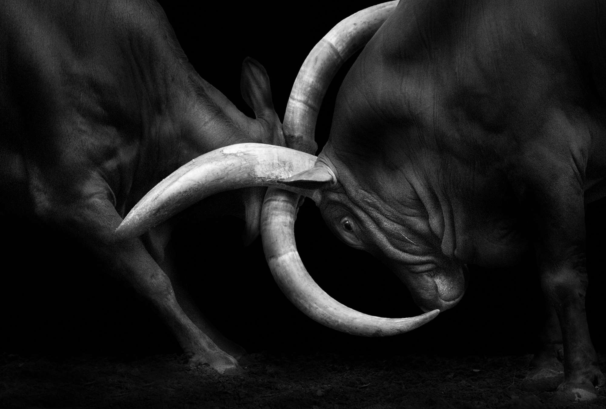             Bullfighting mural - close up black and white
        