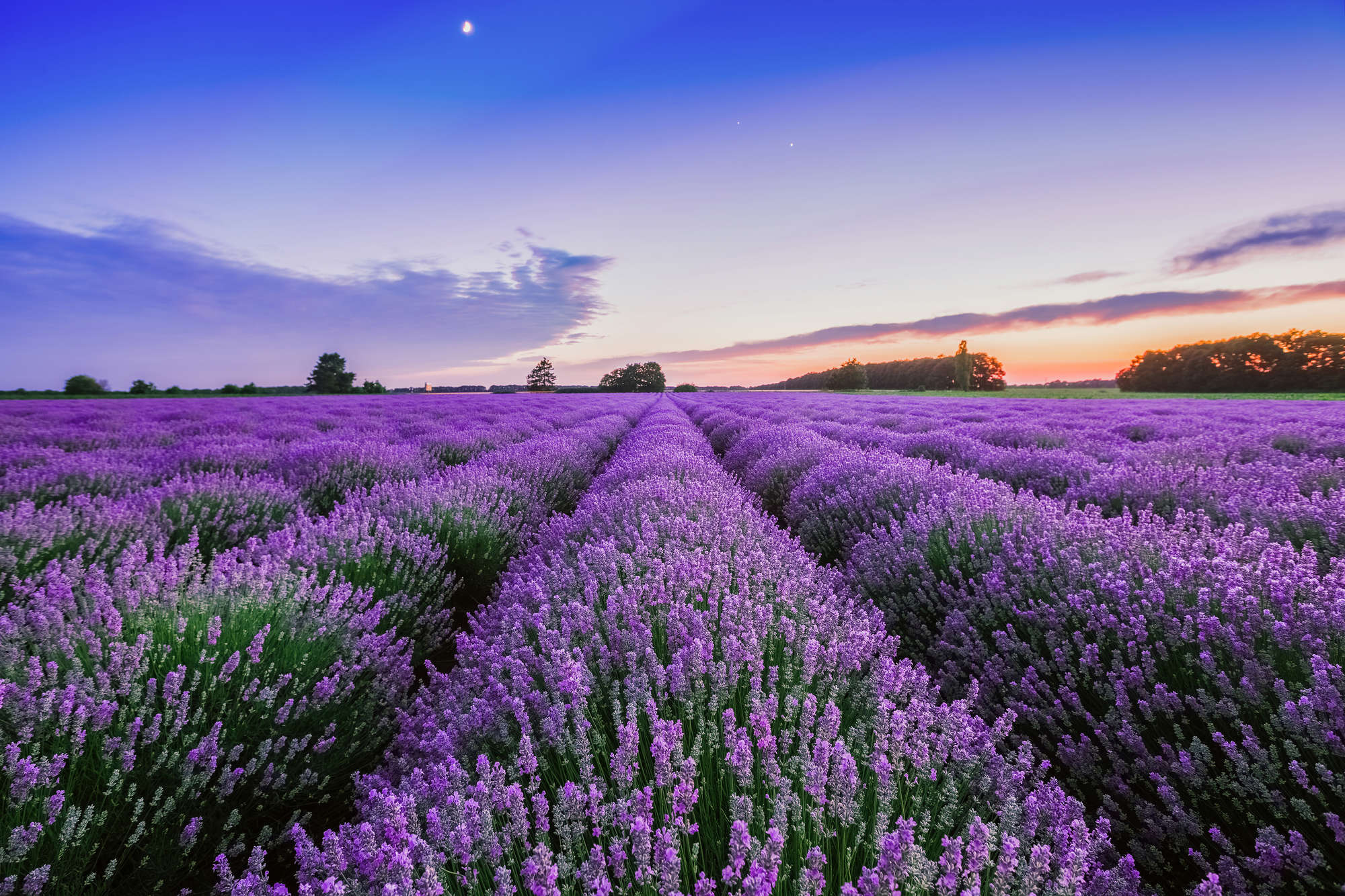             Plants mural lavender meadow on matt smooth fleece
        
