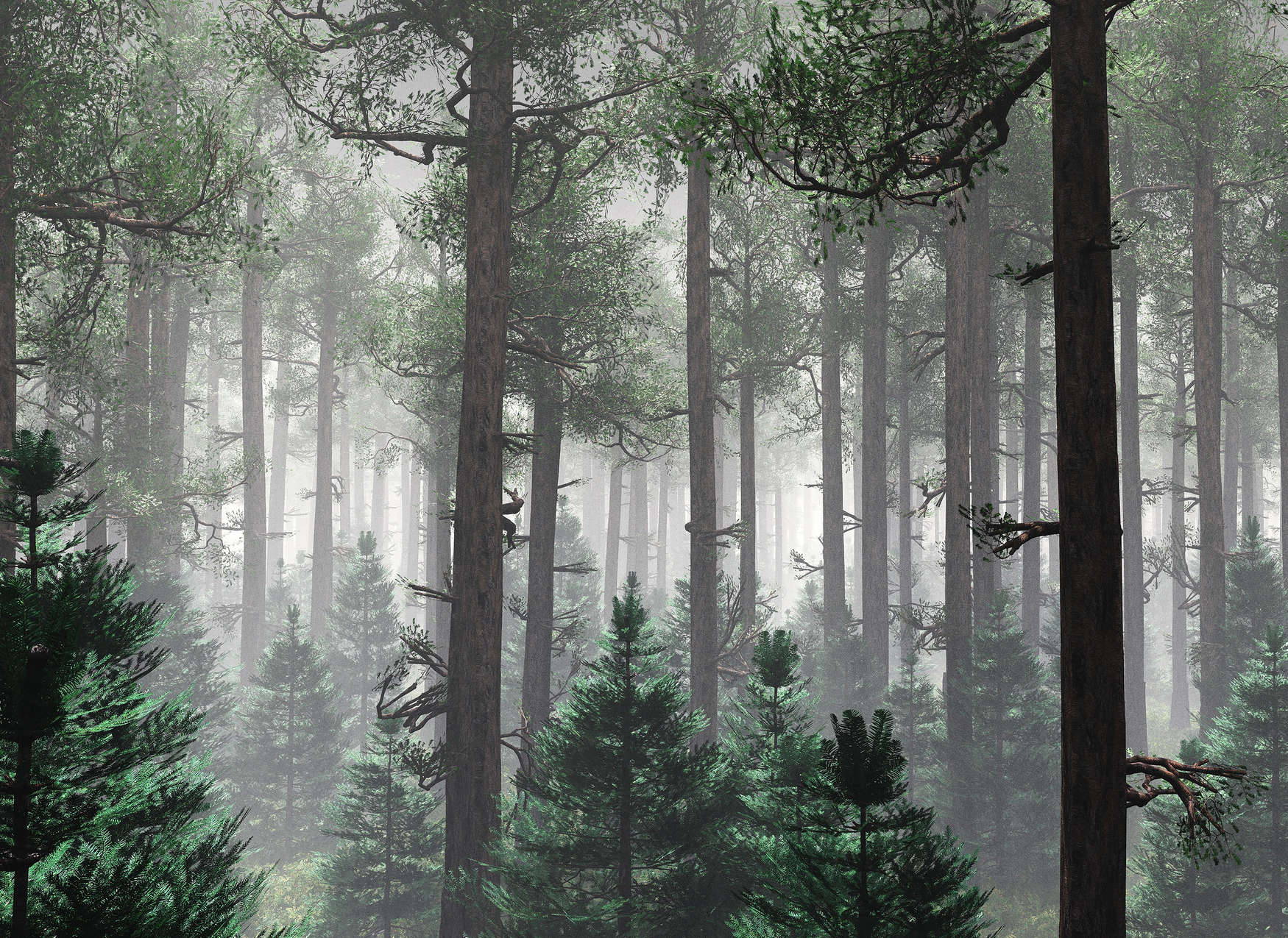             Fotomurali Foresta nella nebbia con grandi alberi - Verde, Marrone, Grigio
        